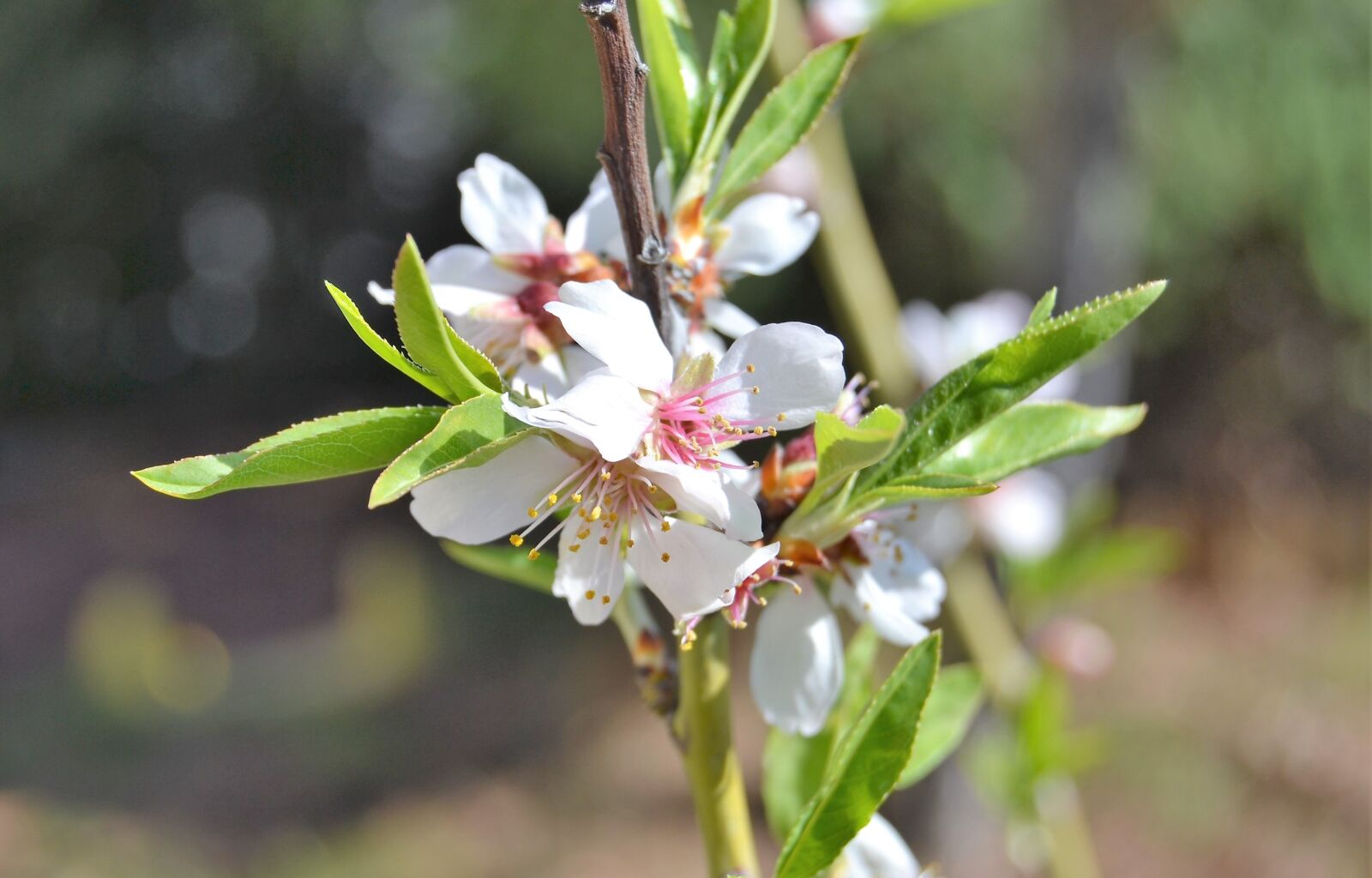 Nikon D3100 sample photo. Almond tree, spring, garden photography