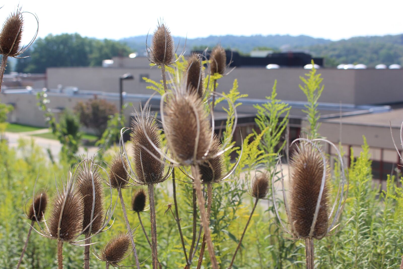 Canon EOS 700D (EOS Rebel T5i / EOS Kiss X7i) sample photo. Beautiful, brown, colorful, flowers photography