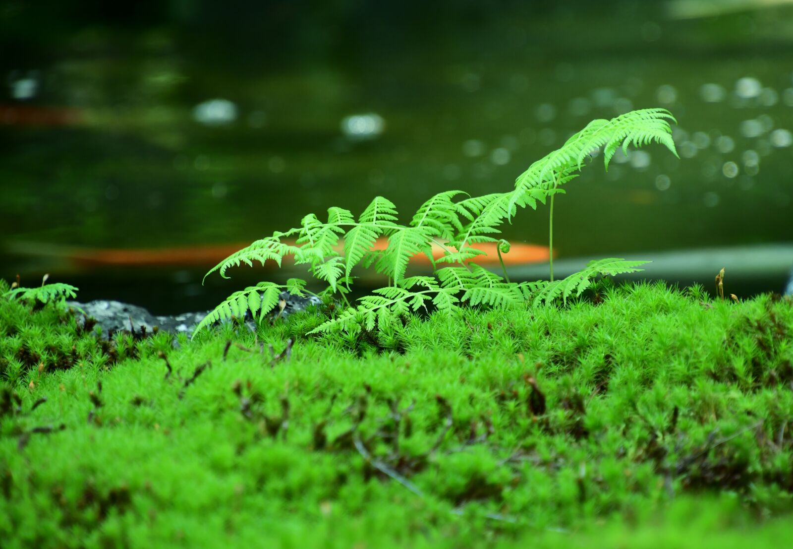 Nikon D7500 sample photo. Blade, green, nature photography