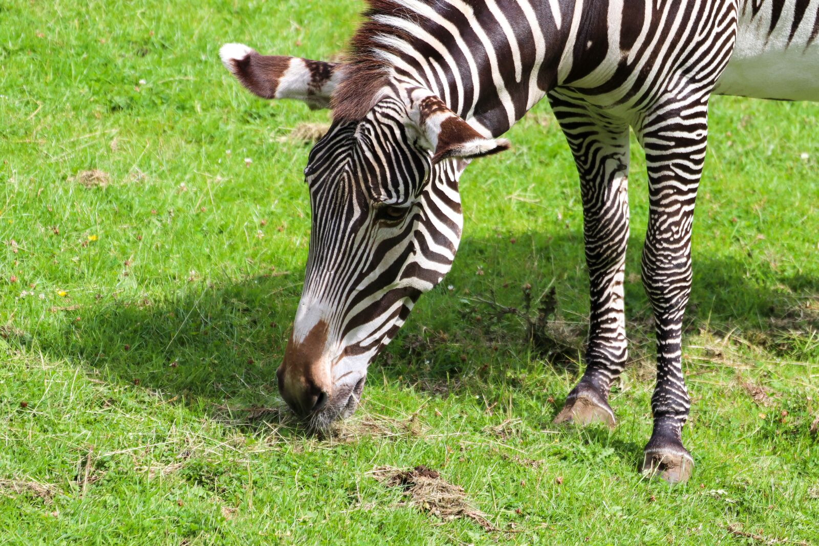 Canon EOS 800D (EOS Rebel T7i / EOS Kiss X9i) sample photo. Zebra, africa, savannah photography