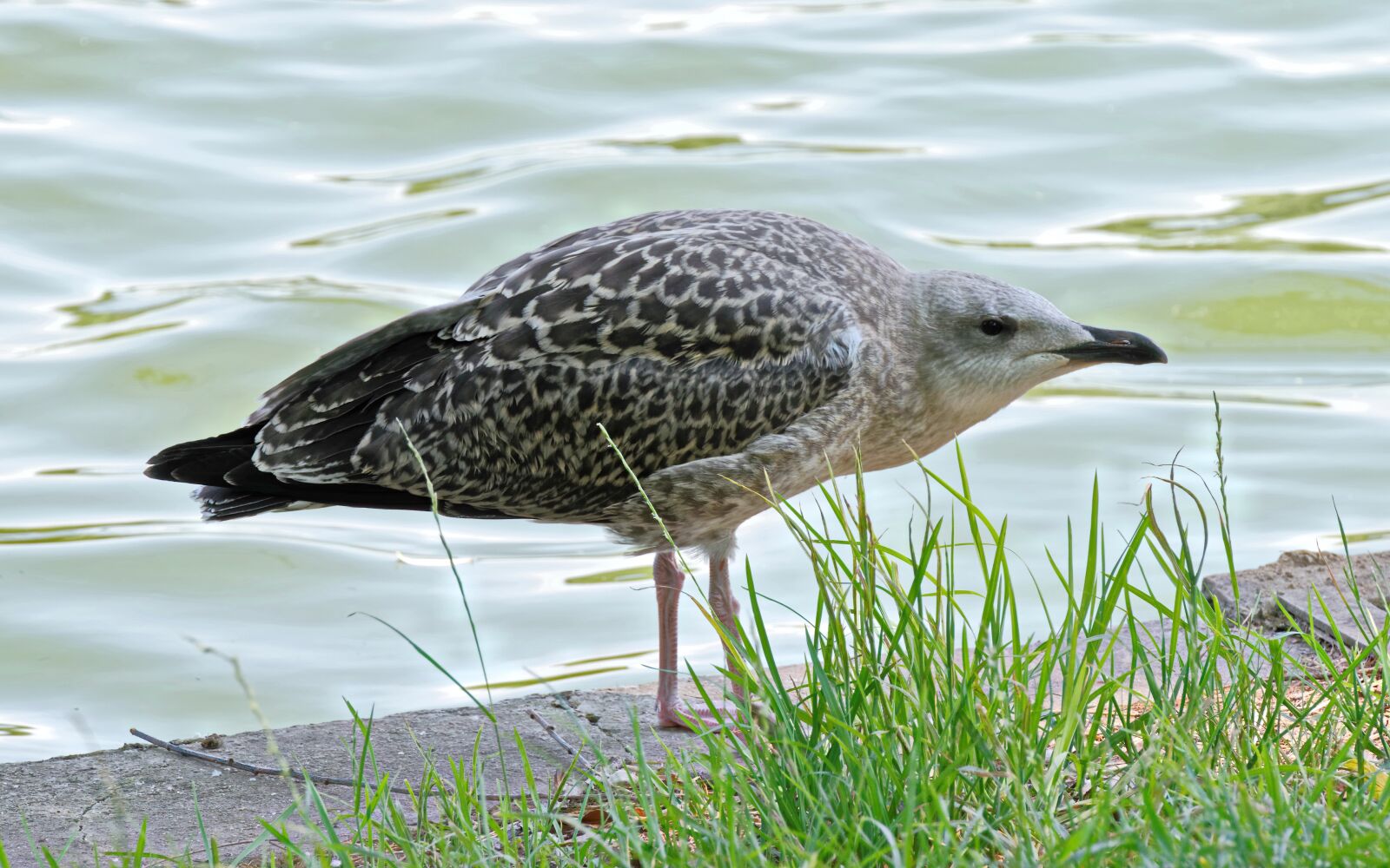 Nikon D5300 sample photo. Bird, gull, plumage photography