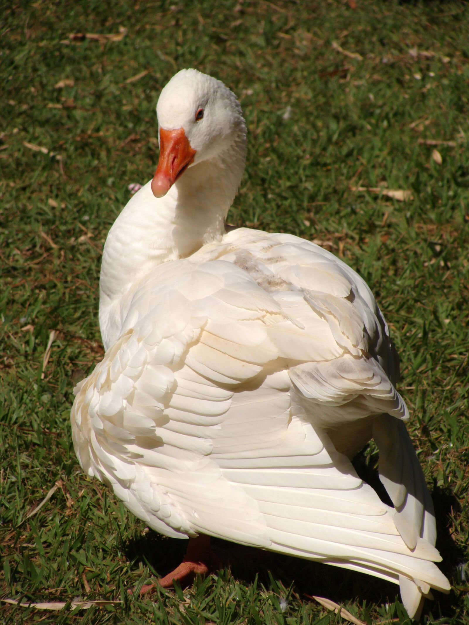 Sony DSC-H3 sample photo. Goose, bird, plumage photography