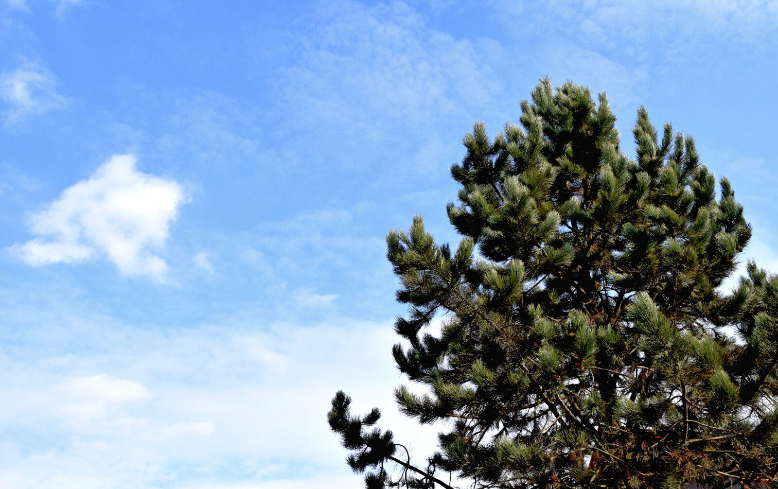 Nikon D3300 sample photo
