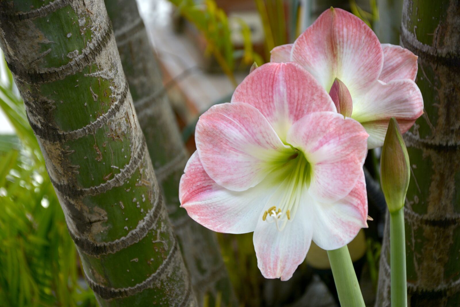 Nikon D7100 sample photo. October pink, flower, spring photography