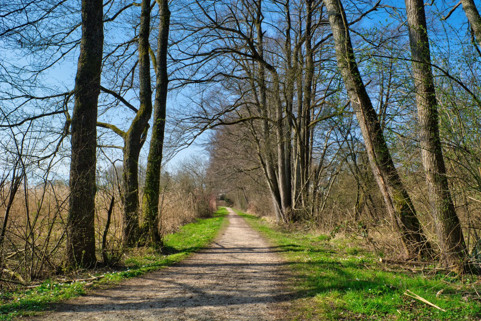 Nikon D7100 sample photo. Spring, away, path photography