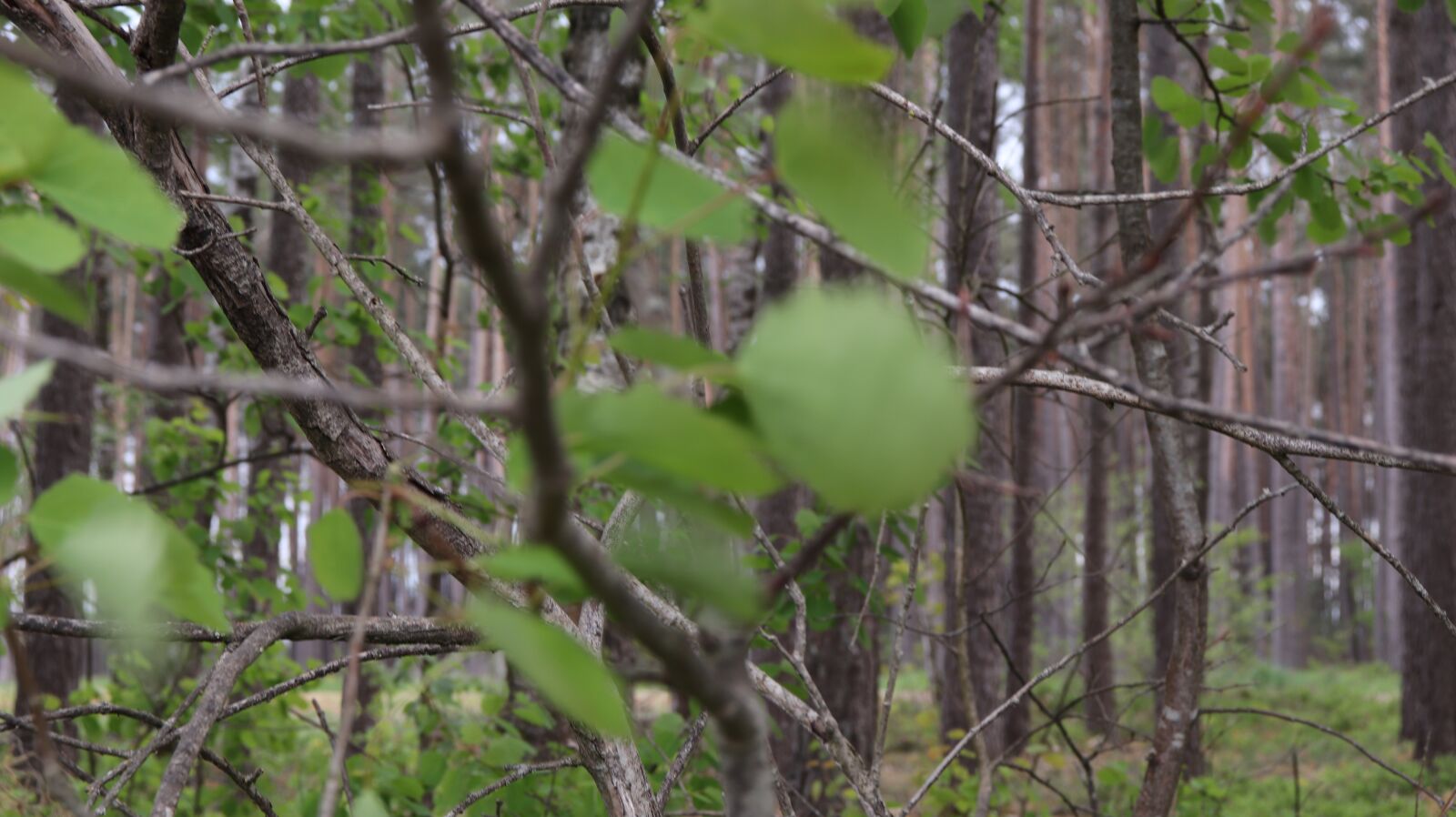 Canon EOS 77D (EOS 9000D / EOS 770D) sample photo. Nature, forest, leaves photography