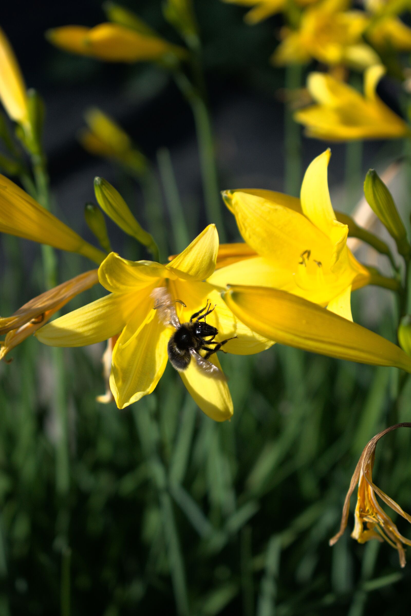 Nikon D3400 sample photo. Bee, flower, garden photography