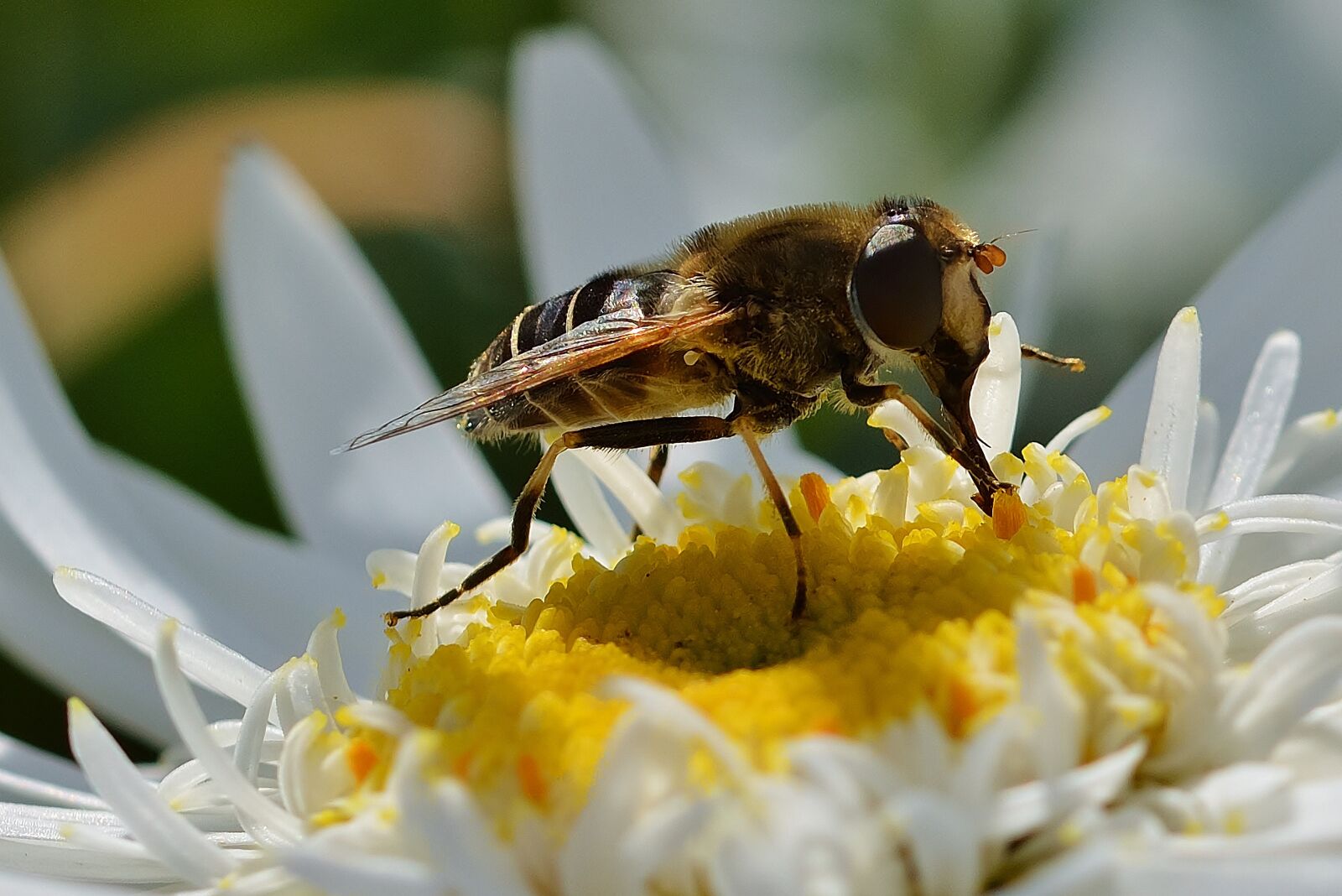 Nikon D5200 sample photo. Hoverfly, insect, flower photography