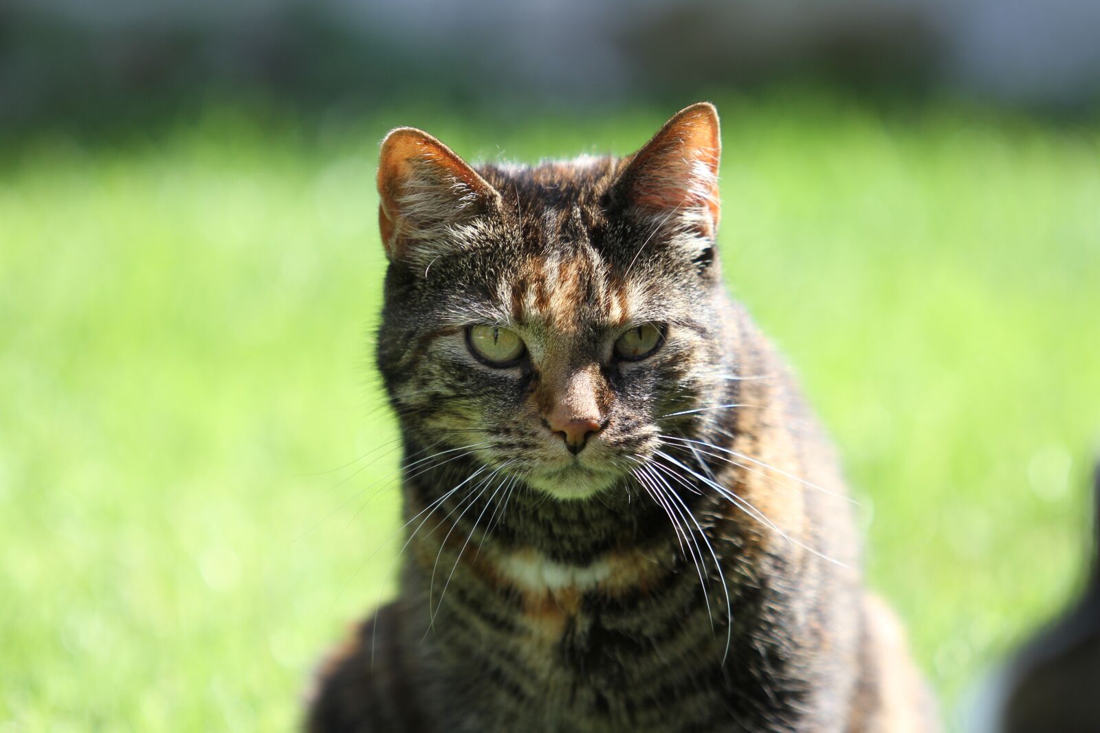 Canon EOS 7D sample photo. Cat, pet, domestic cat photography