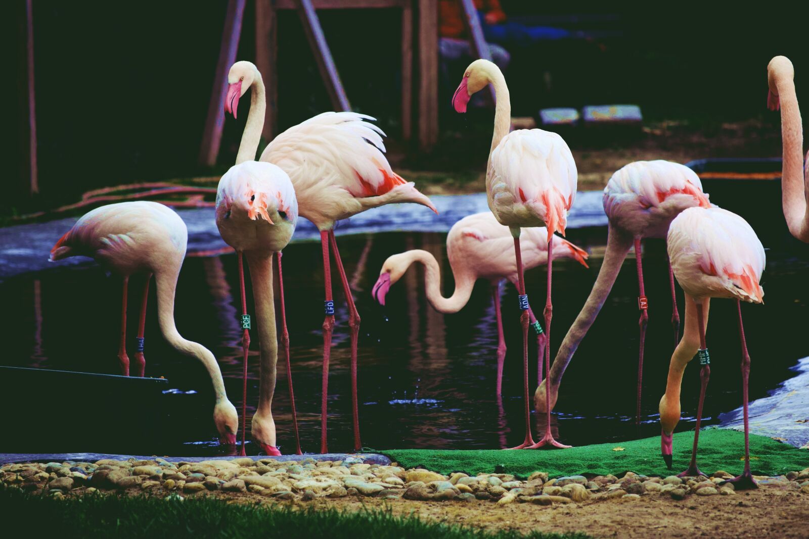 Nikon D3300 sample photo. Animal, flamingo, pink photography