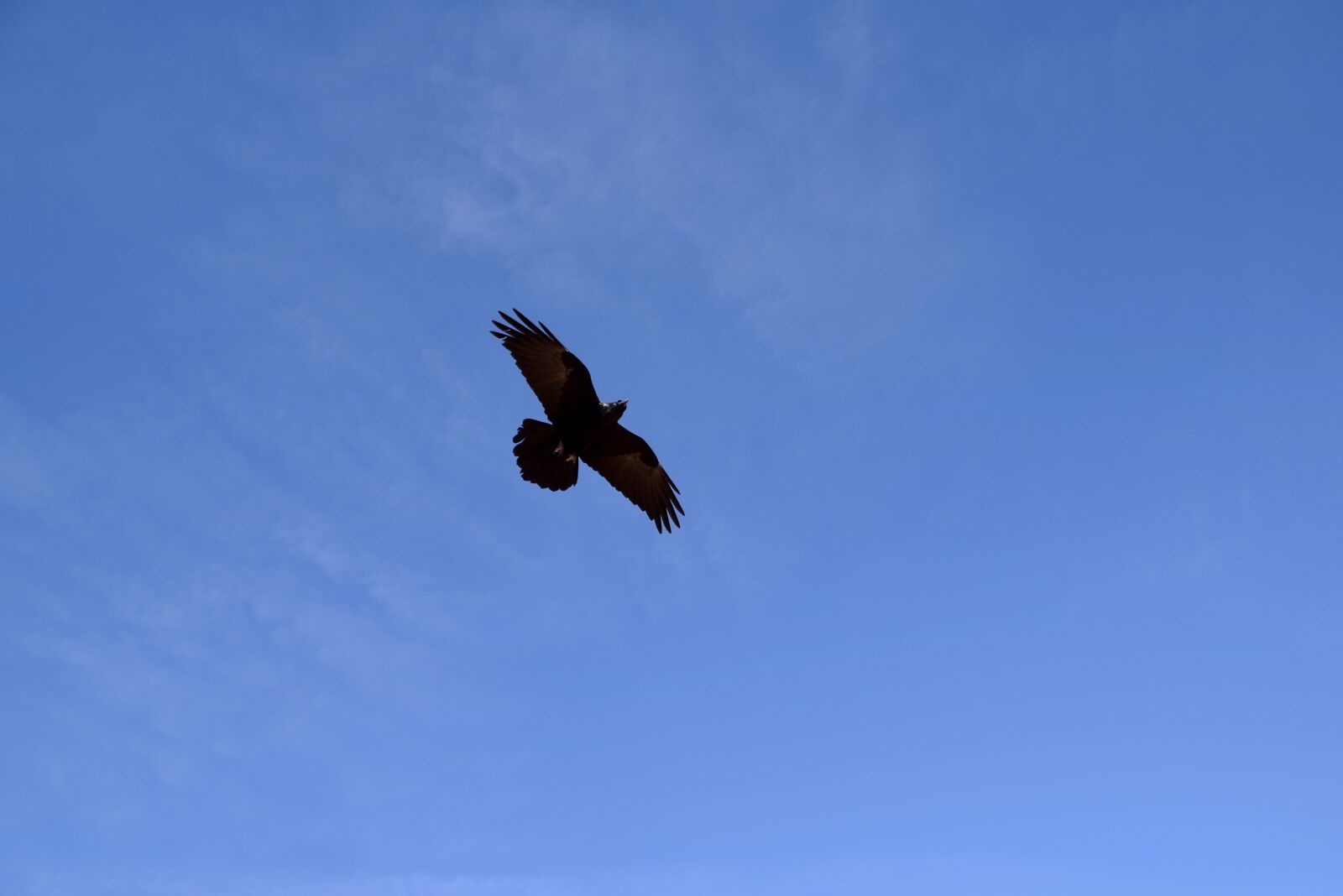 Nikon D3300 sample photo. Blackbird, bird, black photography