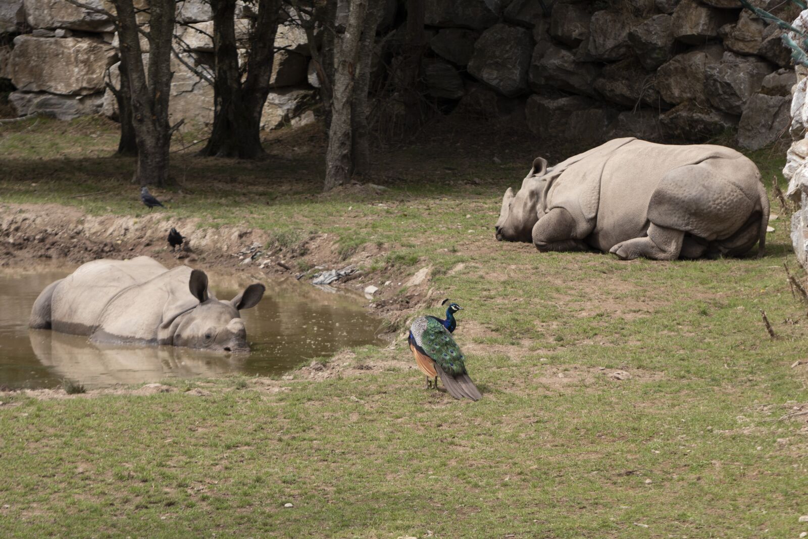 Canon EOS 77D (EOS 9000D / EOS 770D) sample photo. Rhinos, peacock, animals photography
