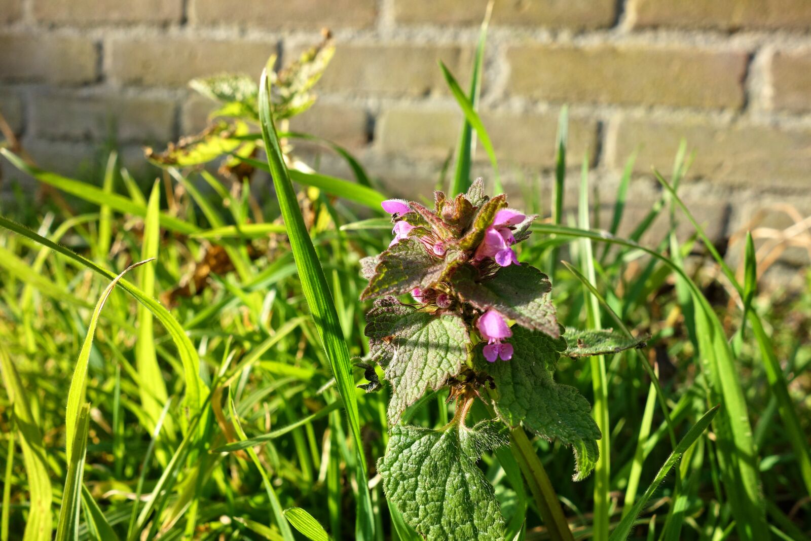 Sony Cyber-shot DSC-RX100 sample photo. Red dead nettle, flower photography