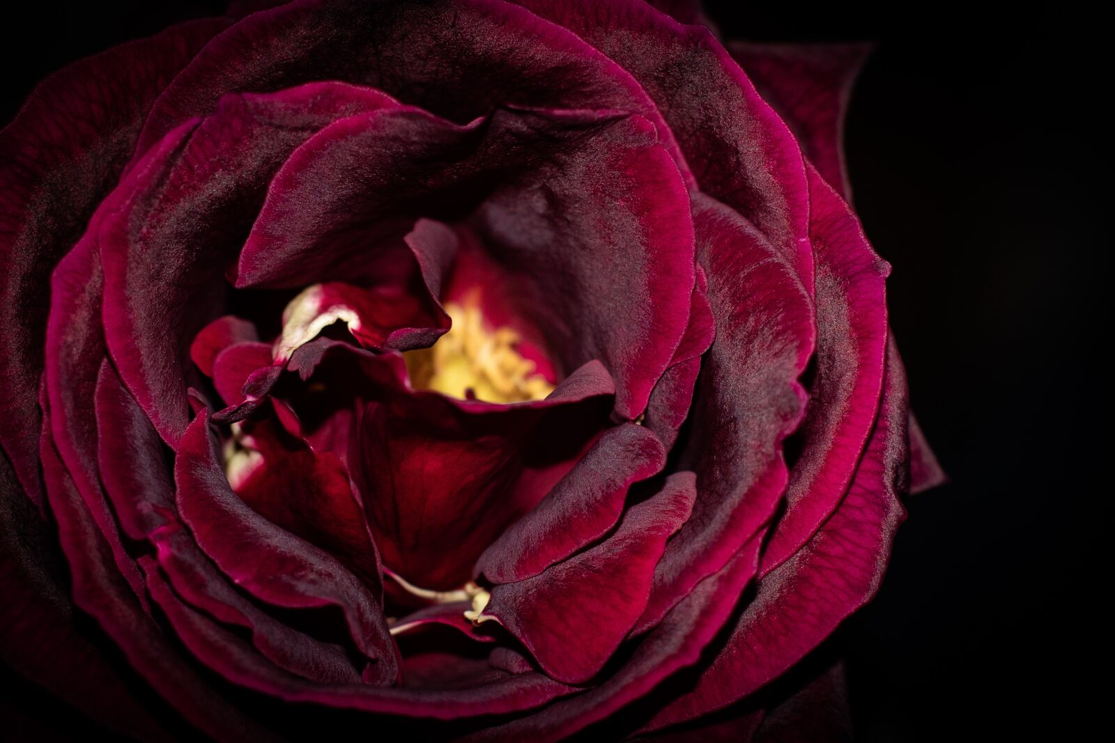 Nikon D7500 sample photo. Flower, rose, love photography