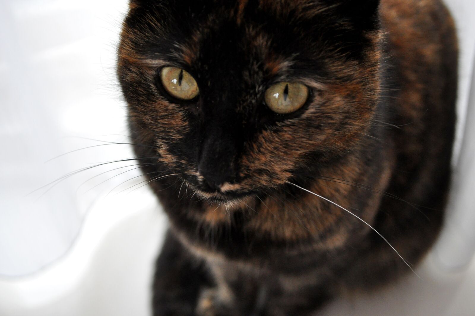 Nikon D5000 sample photo. Cat, eyes, pet photography