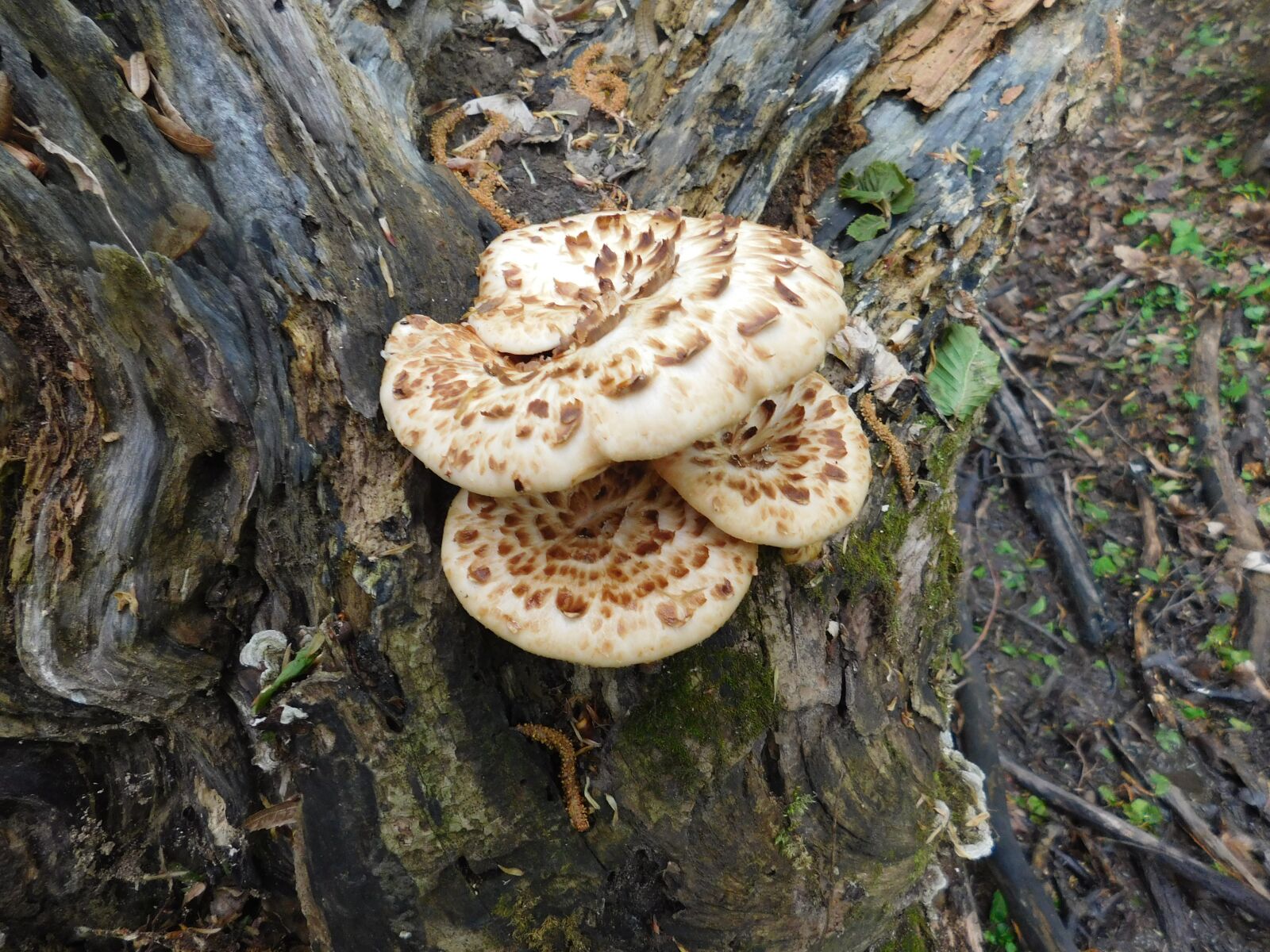 Nikon Coolpix L840 sample photo. Forest, natural, mushroom photography