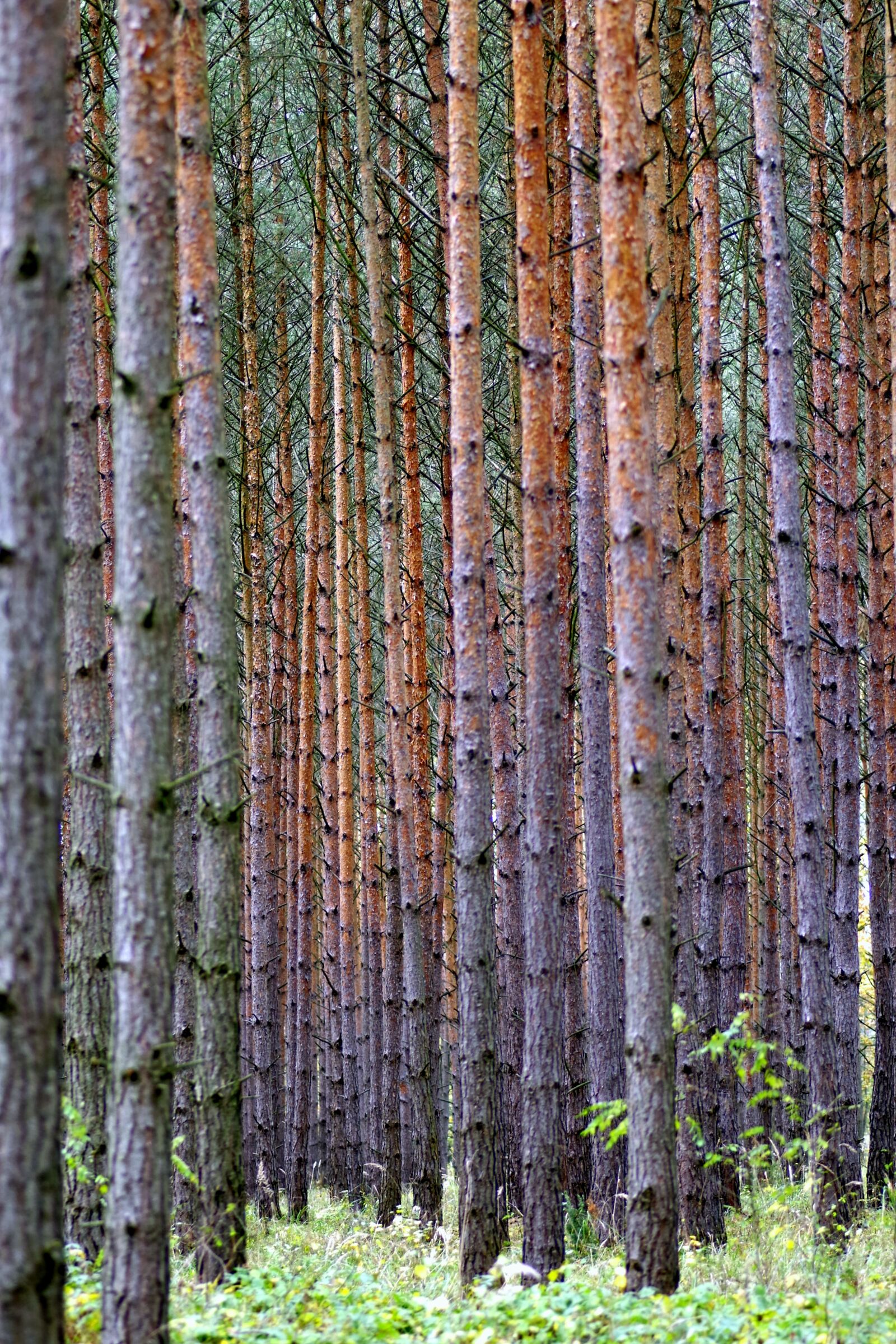 Pentax K-S2 sample photo. Then, tree, forest photography