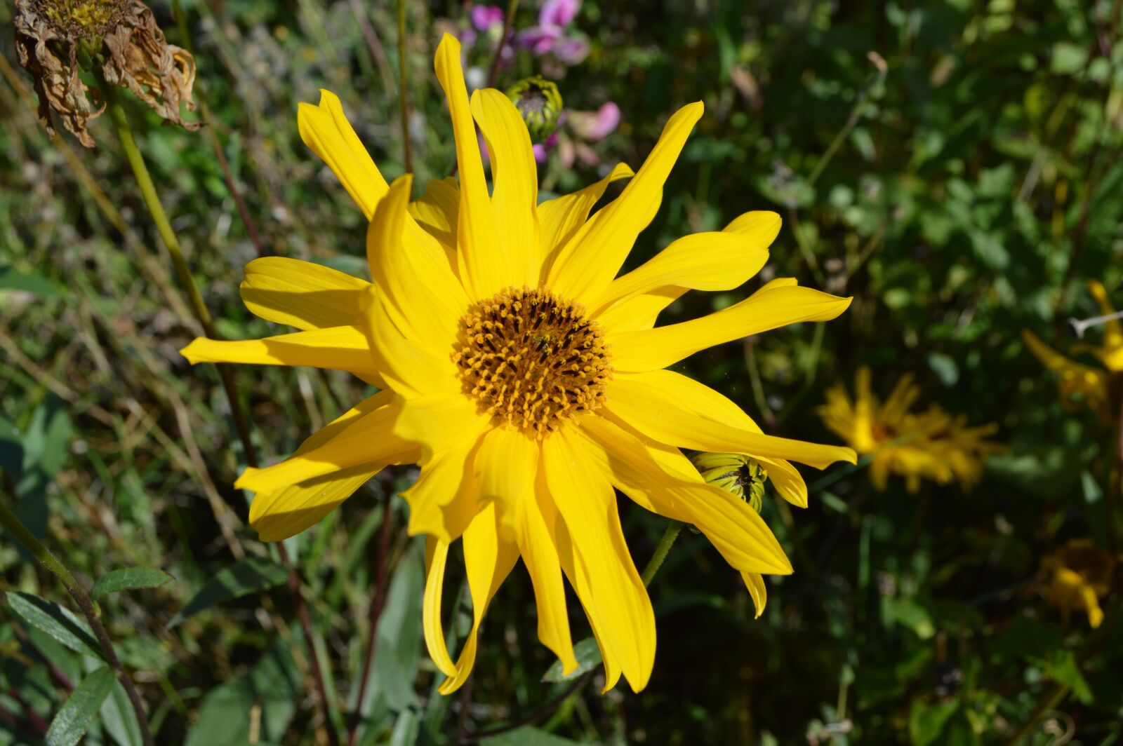 Nikon D3200 sample photo. Flower, yellow, summer photography