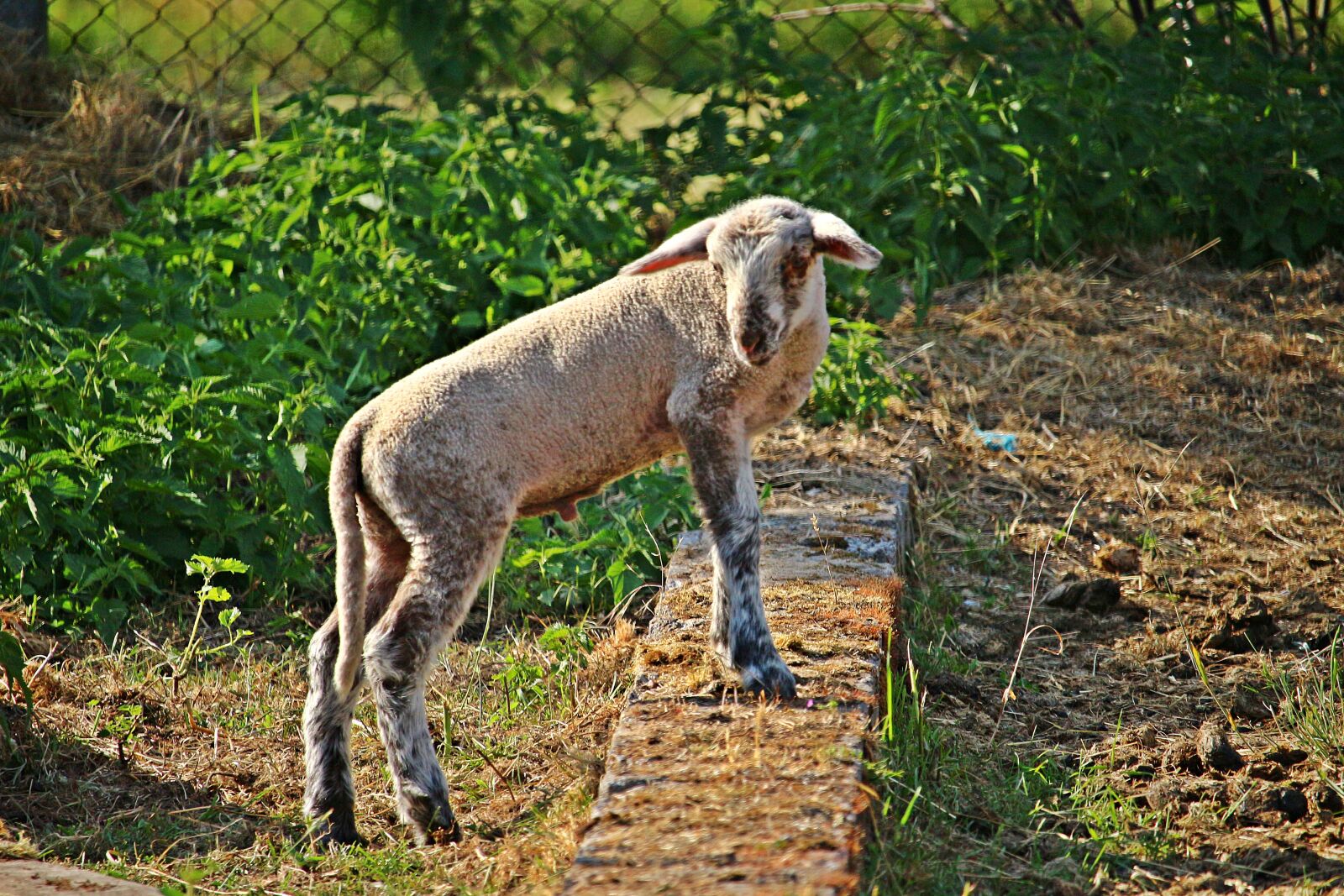 Canon EOS 100D (EOS Rebel SL1 / EOS Kiss X7) sample photo. Sheep, lamb, wool photography
