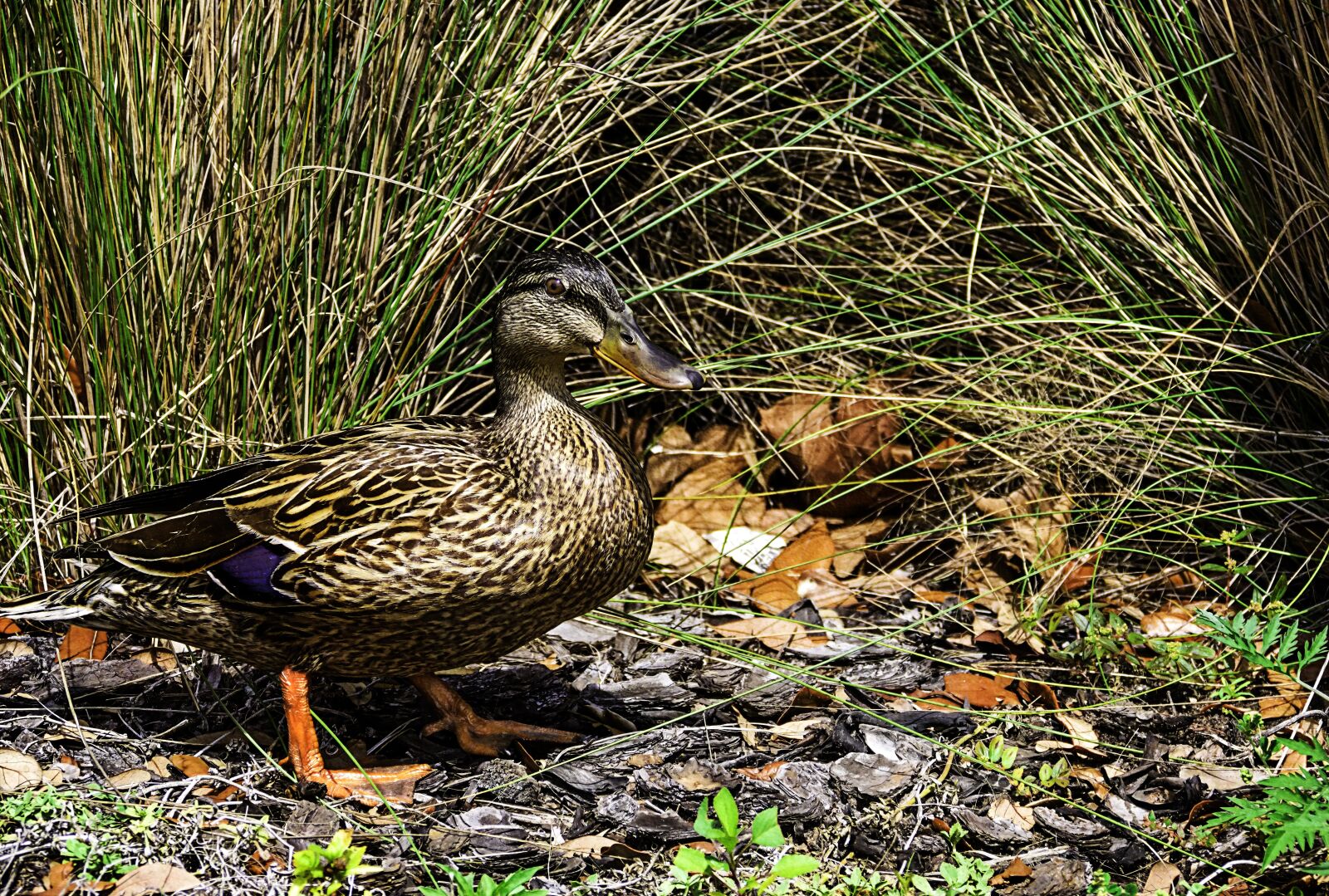Panasonic Lumix DMC-FZ1000 sample photo. Duck, wild life, park photography