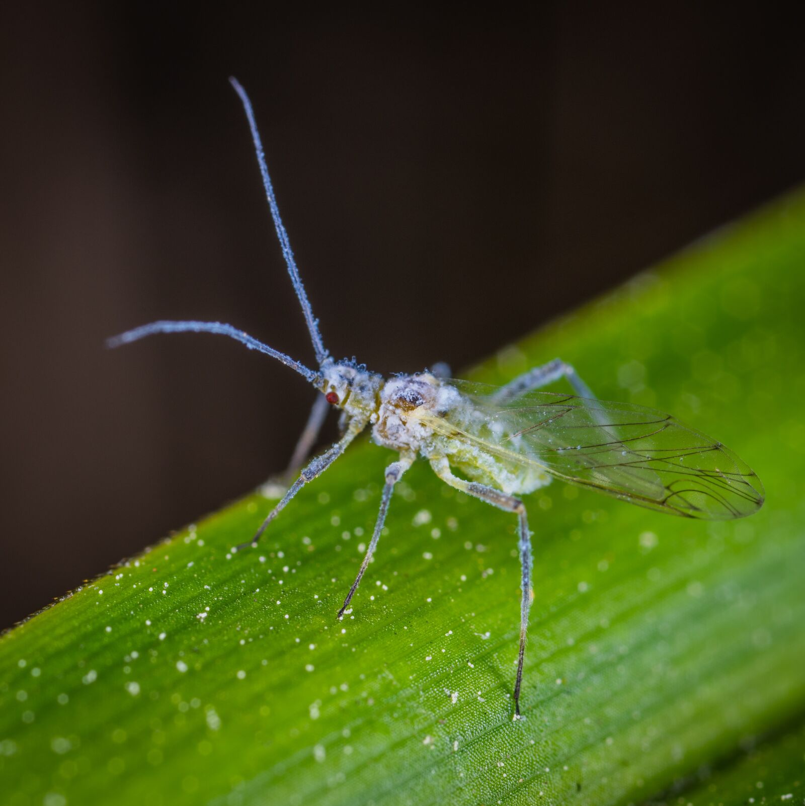 Sony a7R II sample photo. Macro, insect, aphid photography