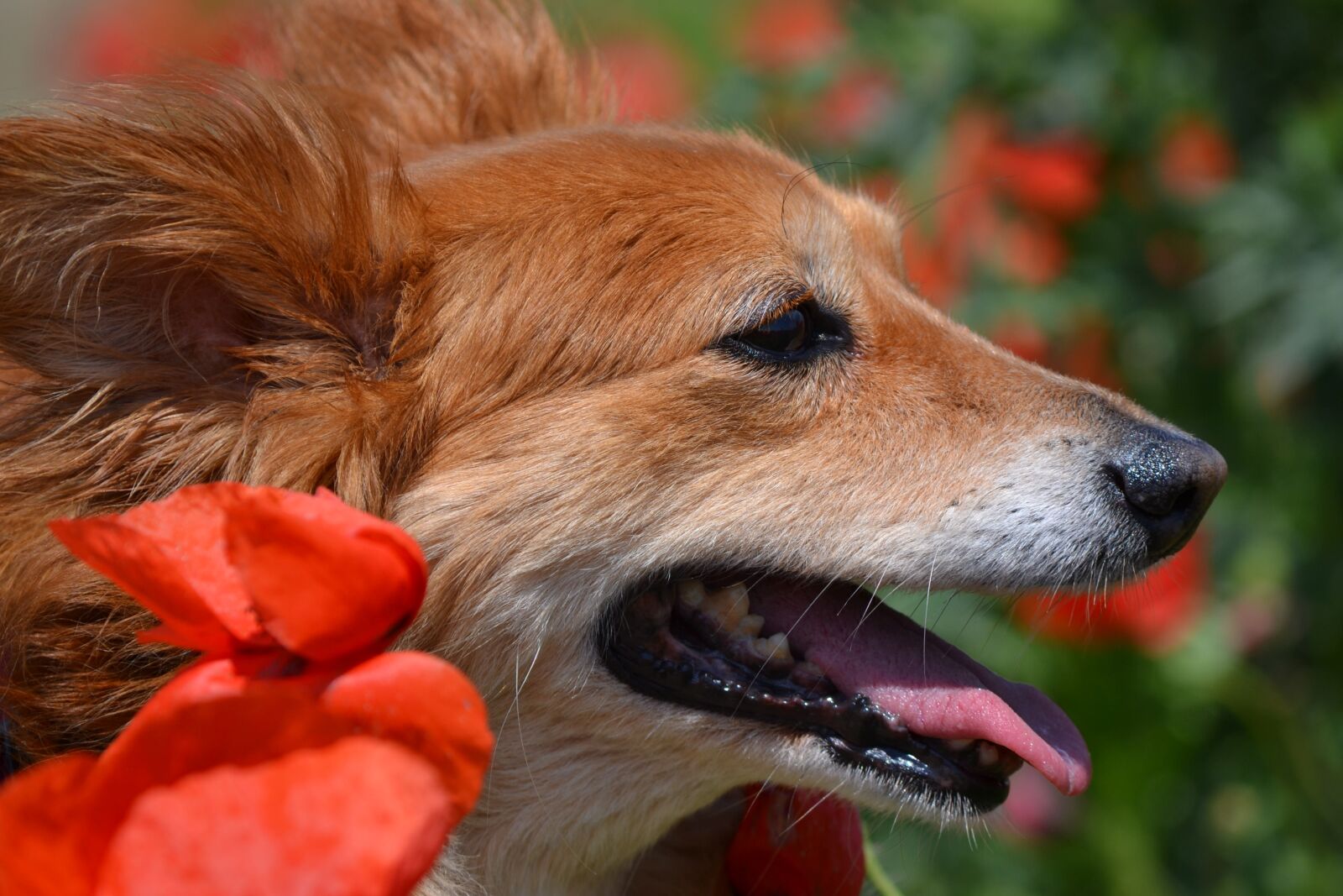 Nikon D3100 sample photo. Dog, nature, outdoors photography