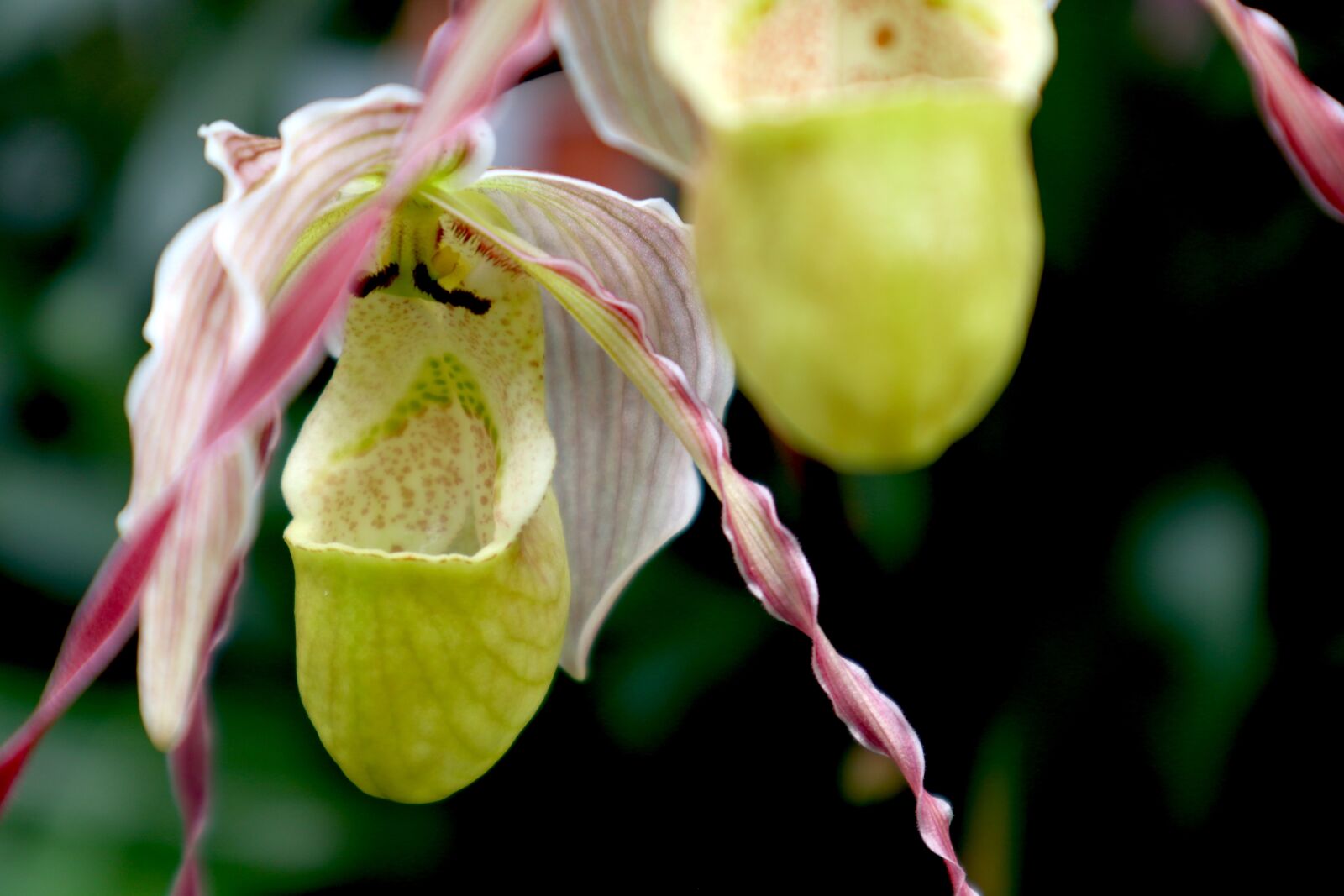 Canon EOS M100 sample photo. Frauenschuh, blossom, bloom photography