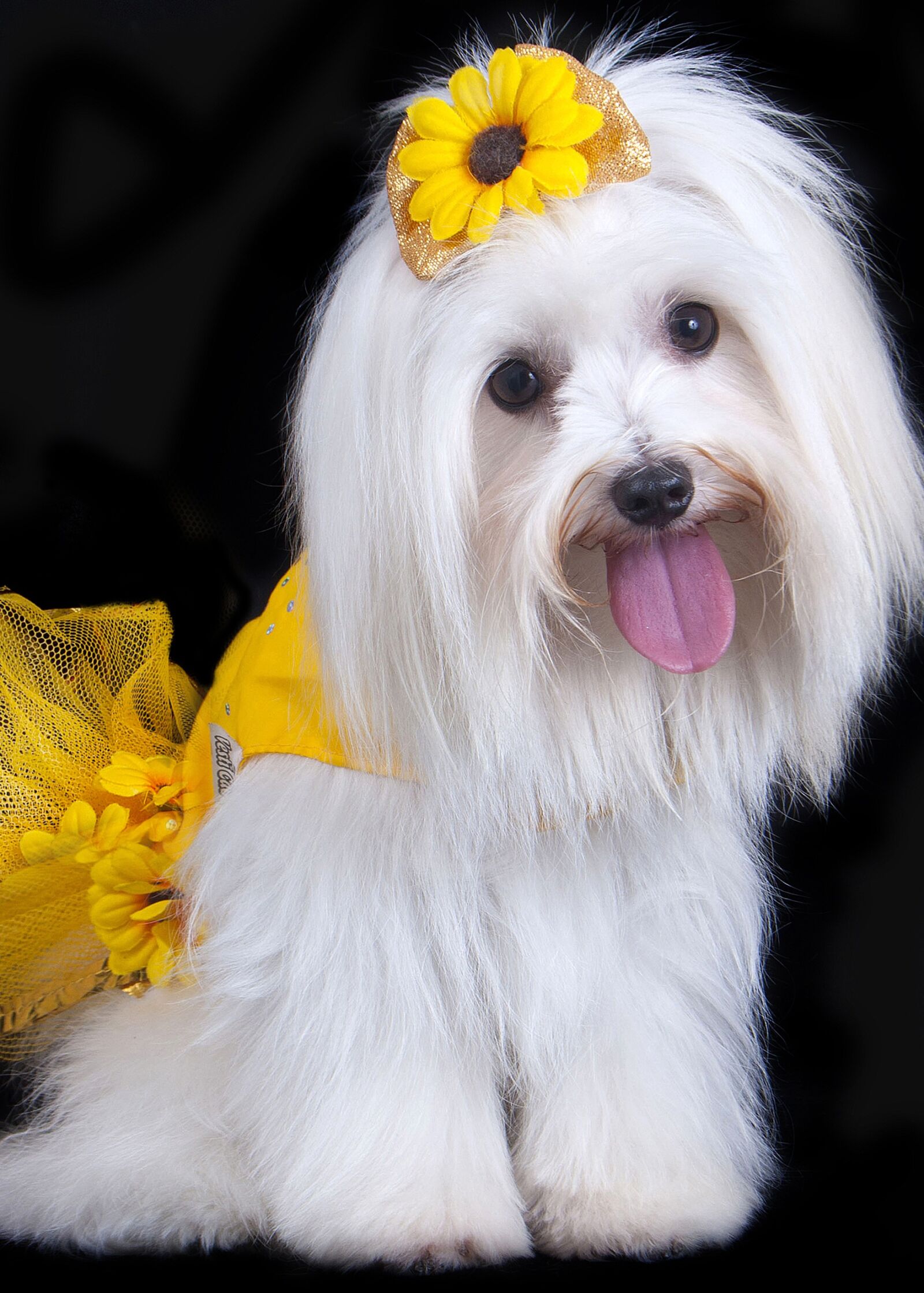 Canon EOS 40D sample photo. Pet, malts, skirt photography