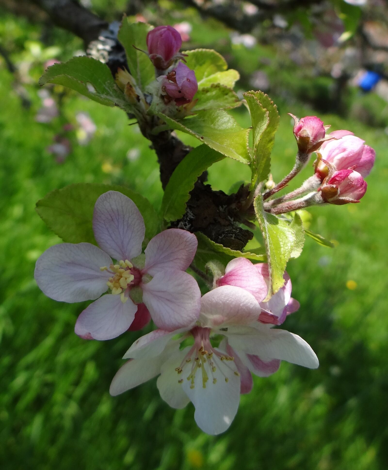 Sony Cyber-shot DSC-HX100V sample photo. Blossoms, apple, apple blossoms photography
