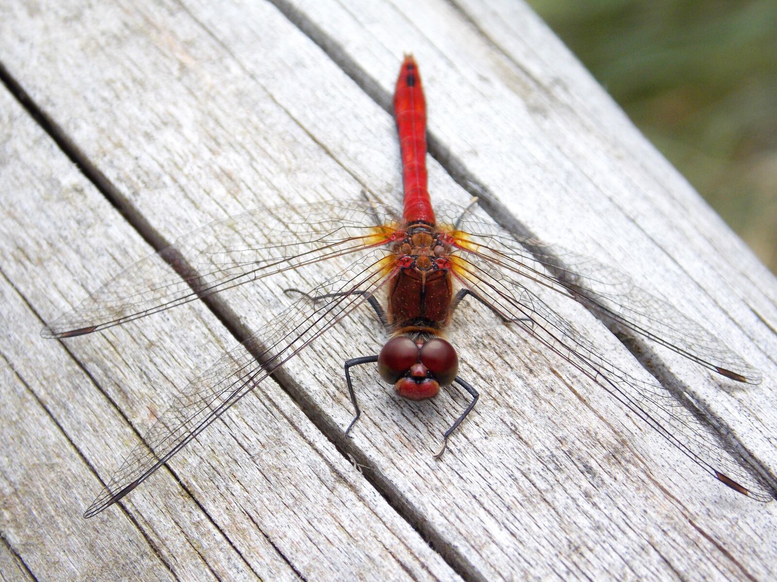 Nikon Coolpix L810 sample photo. Dragonfly, red dragonfly, macro photography
