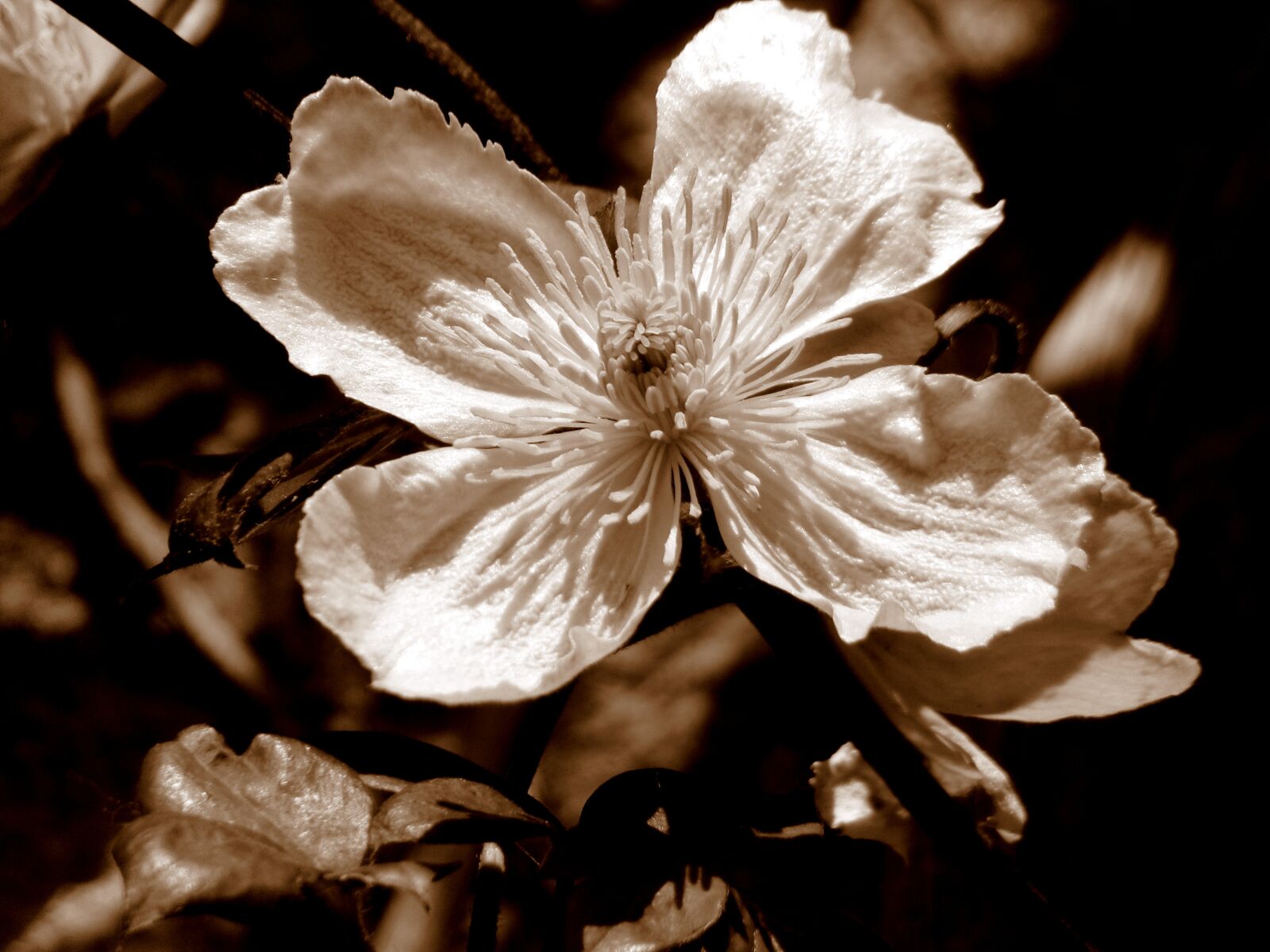 JK KODAK PIXPRO AZ421 sample photo. Flower, sepia, tree photography