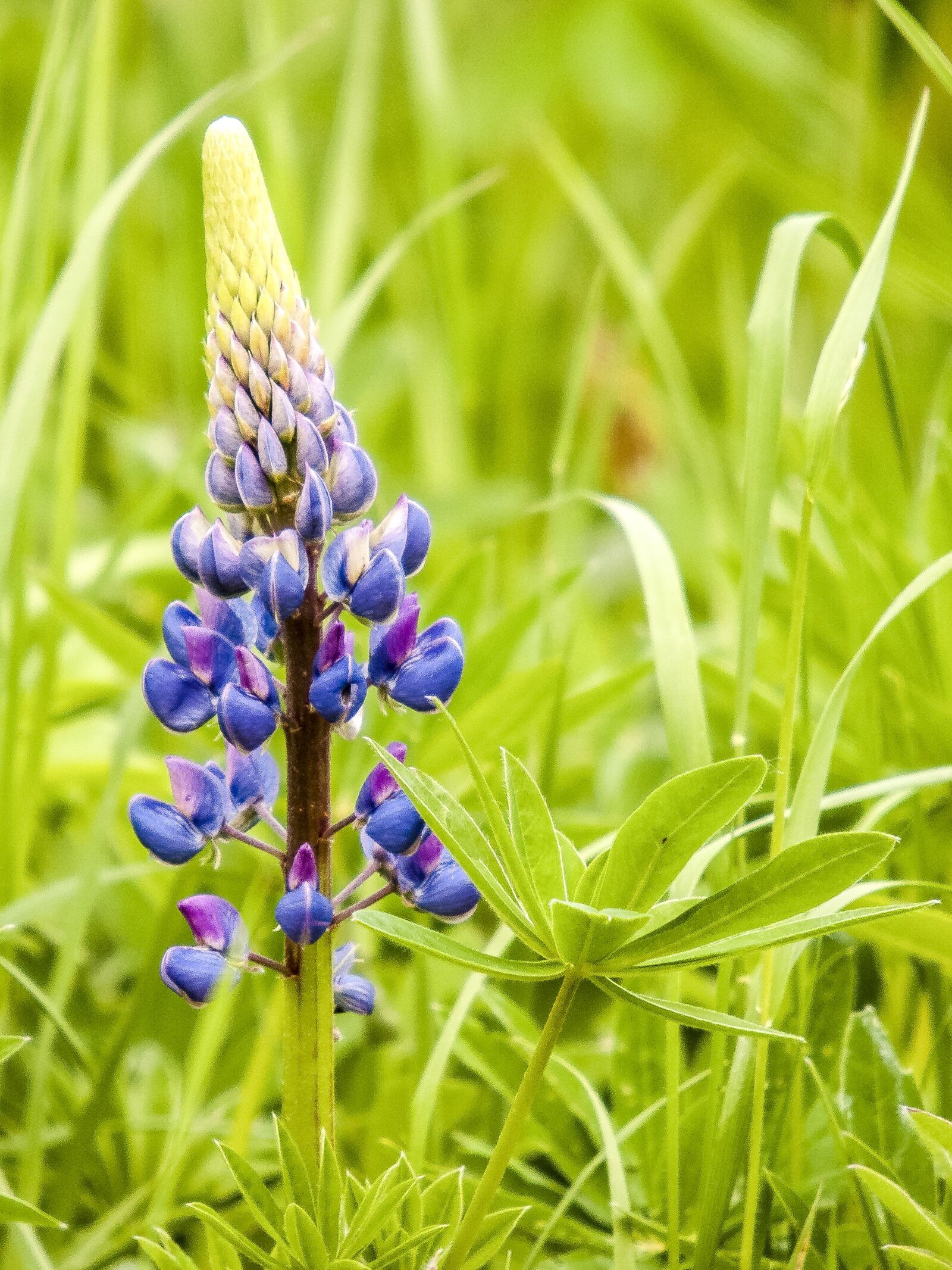Olympus E-3 sample photo. Lupine, plant, flower photography