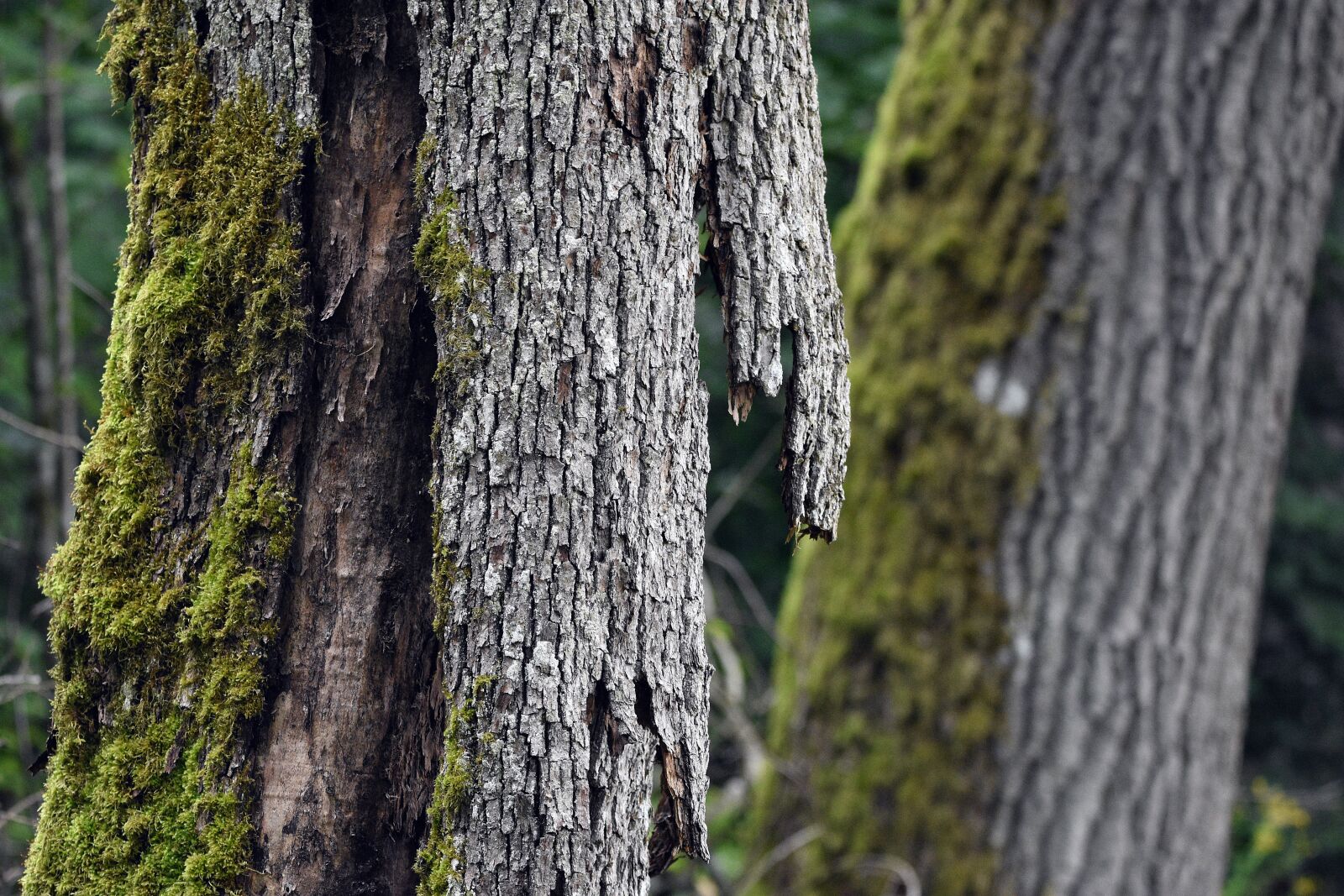 Nikon D3400 sample photo. Moss, the bark, oak photography