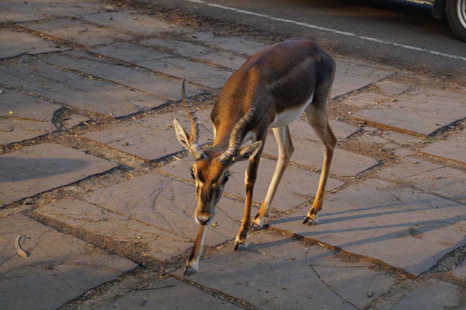 Sony DT 18-55mm F3.5-5.6 SAM II sample photo