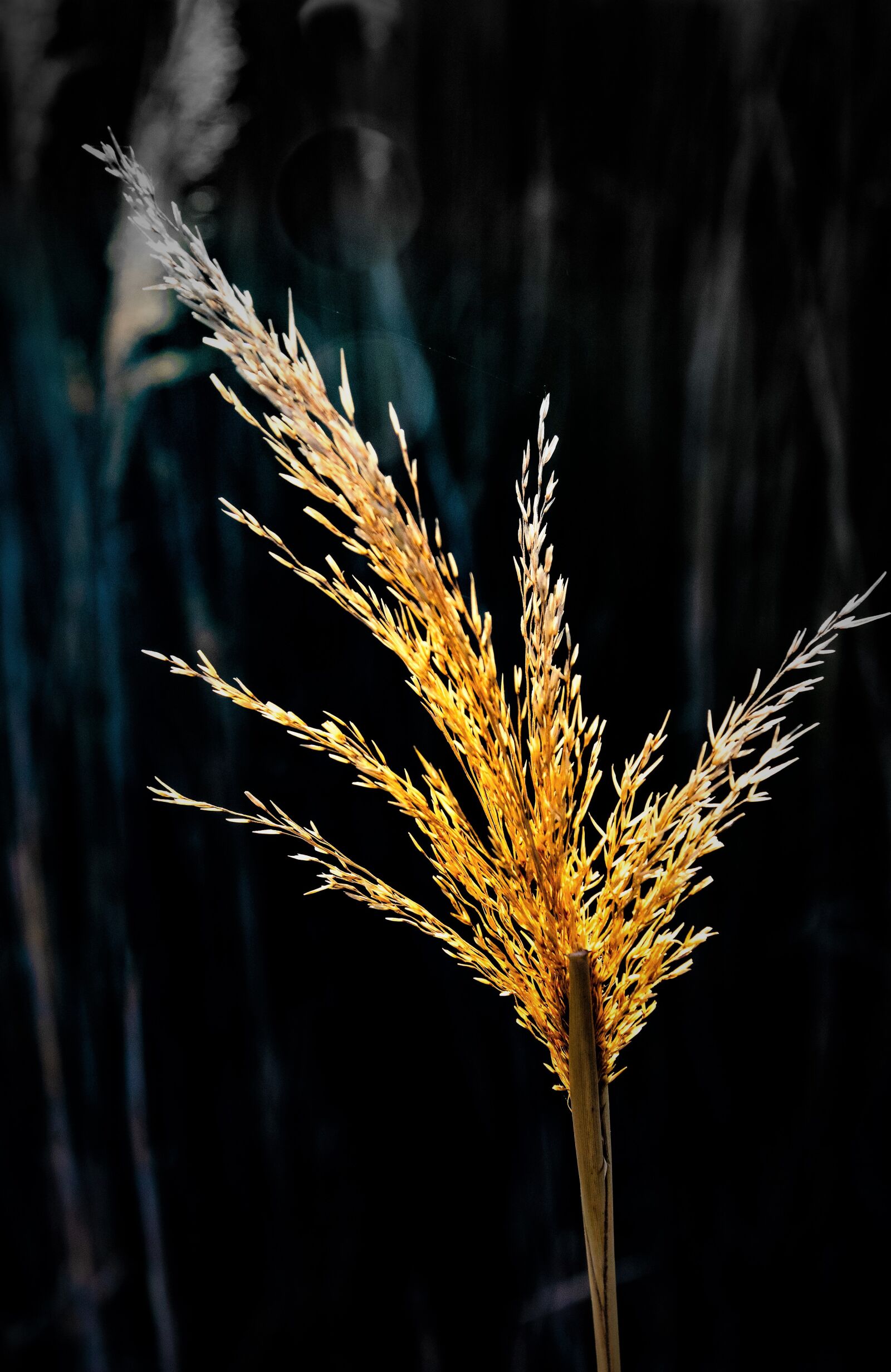 Nikon D5600 sample photo. Flower, spring, gold photography