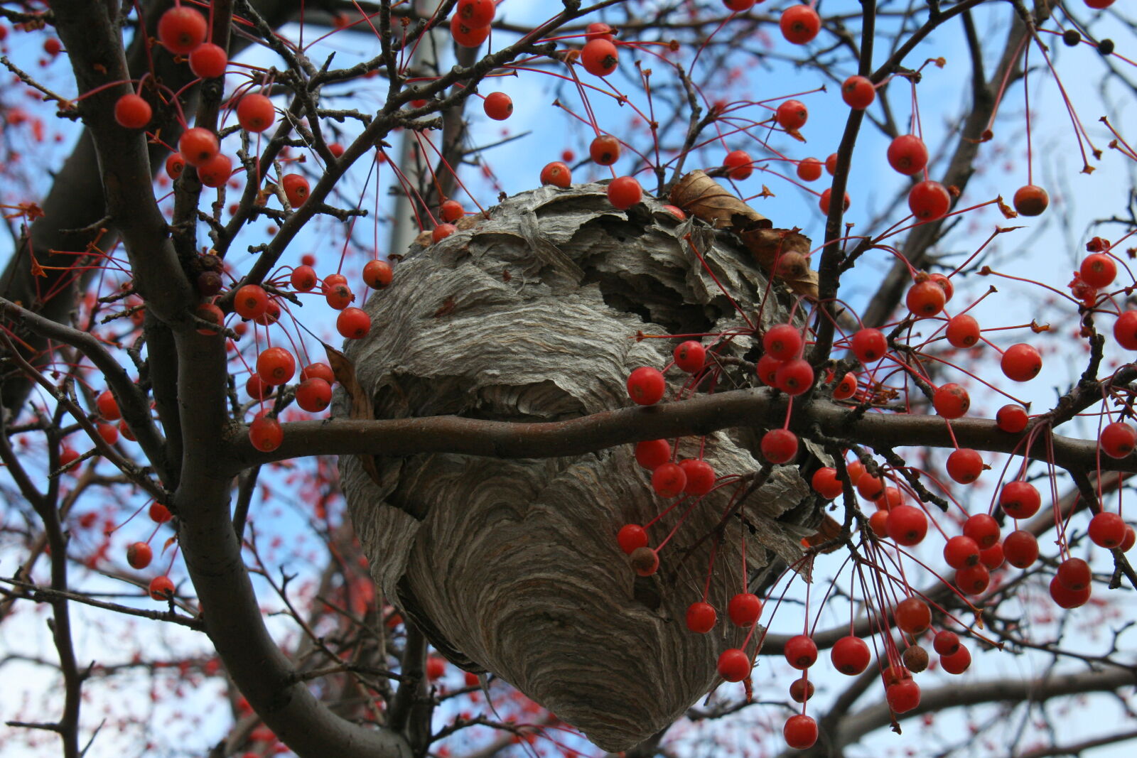 Canon EOS 350D (EOS Digital Rebel XT / EOS Kiss Digital N) sample photo. Low, angle, view, of photography