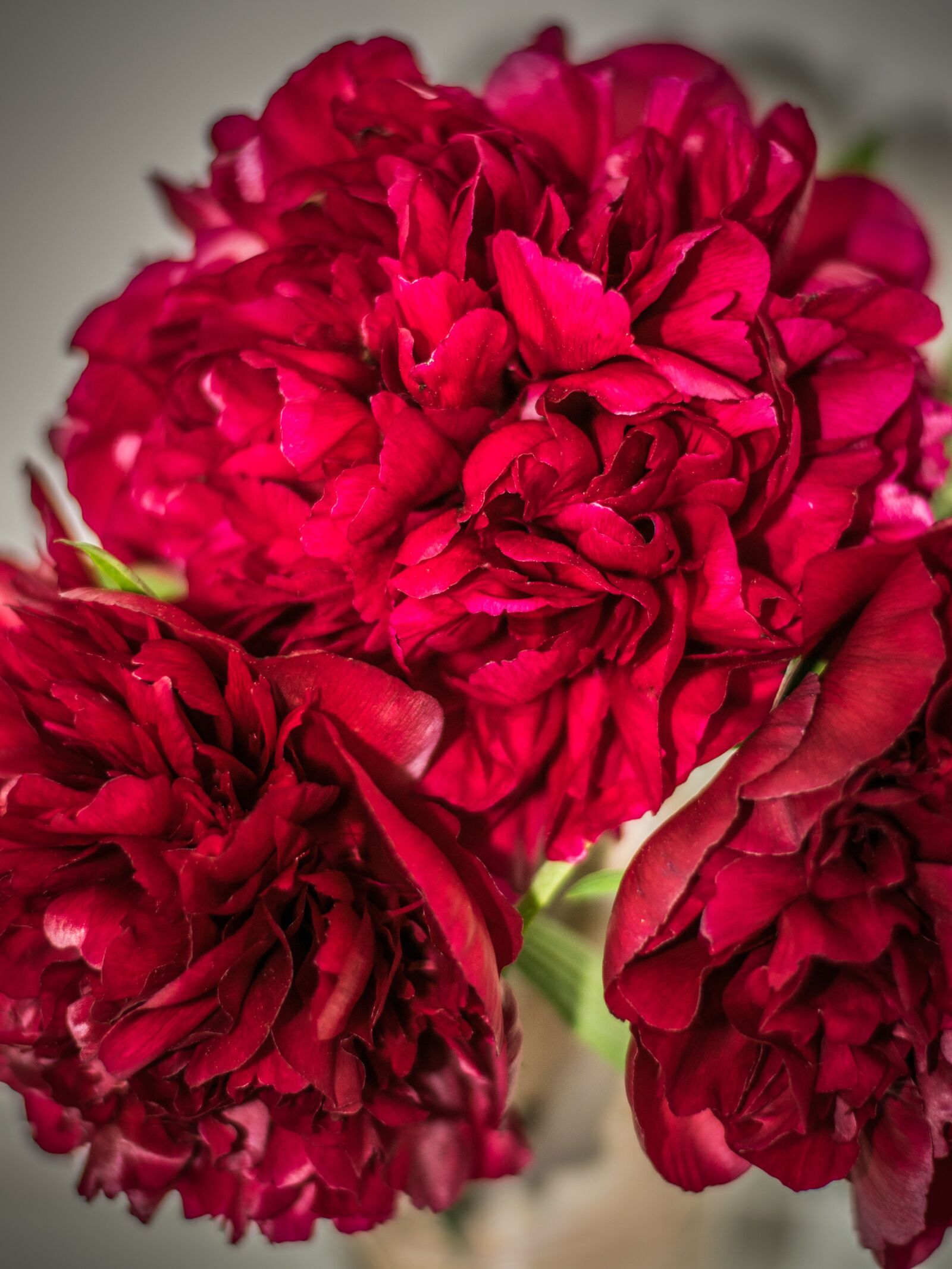 Nikon D5300 sample photo. Bouquet, peonies, flower photography