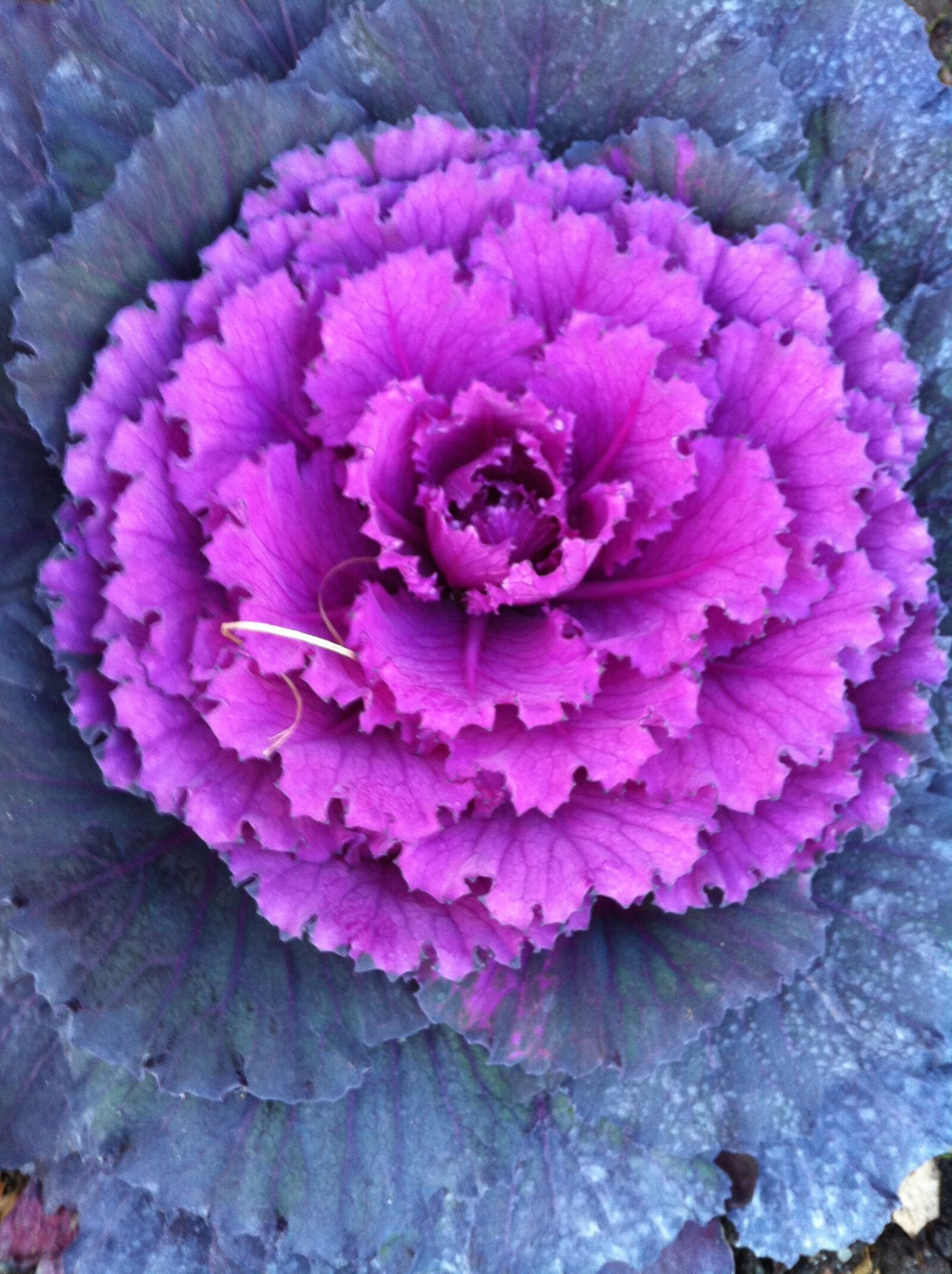 Apple iPhone 4 sample photo