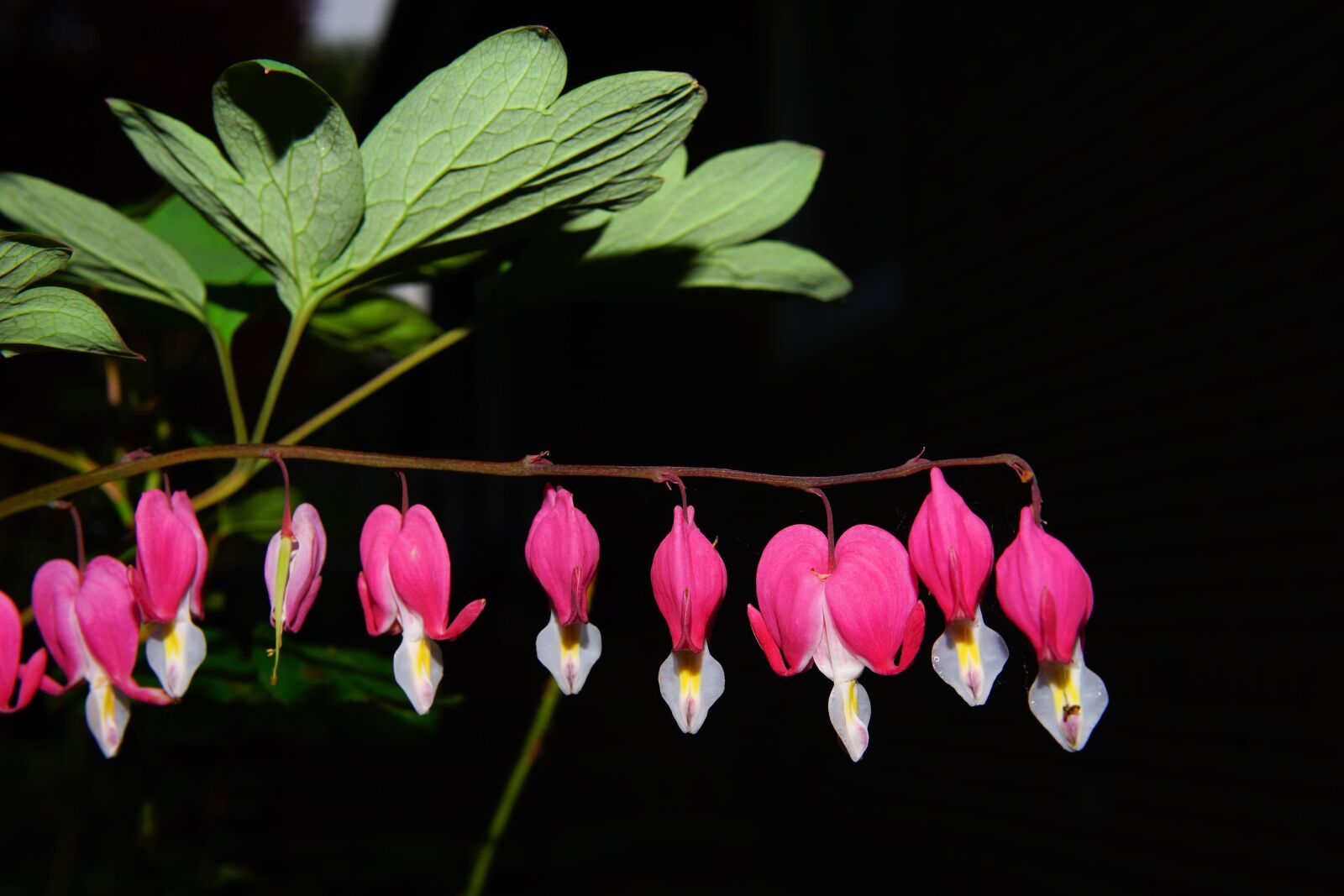 Sony Planar T* 50mm F1.4 ZA SSM sample photo. Bleeding heart, flowers, pink photography