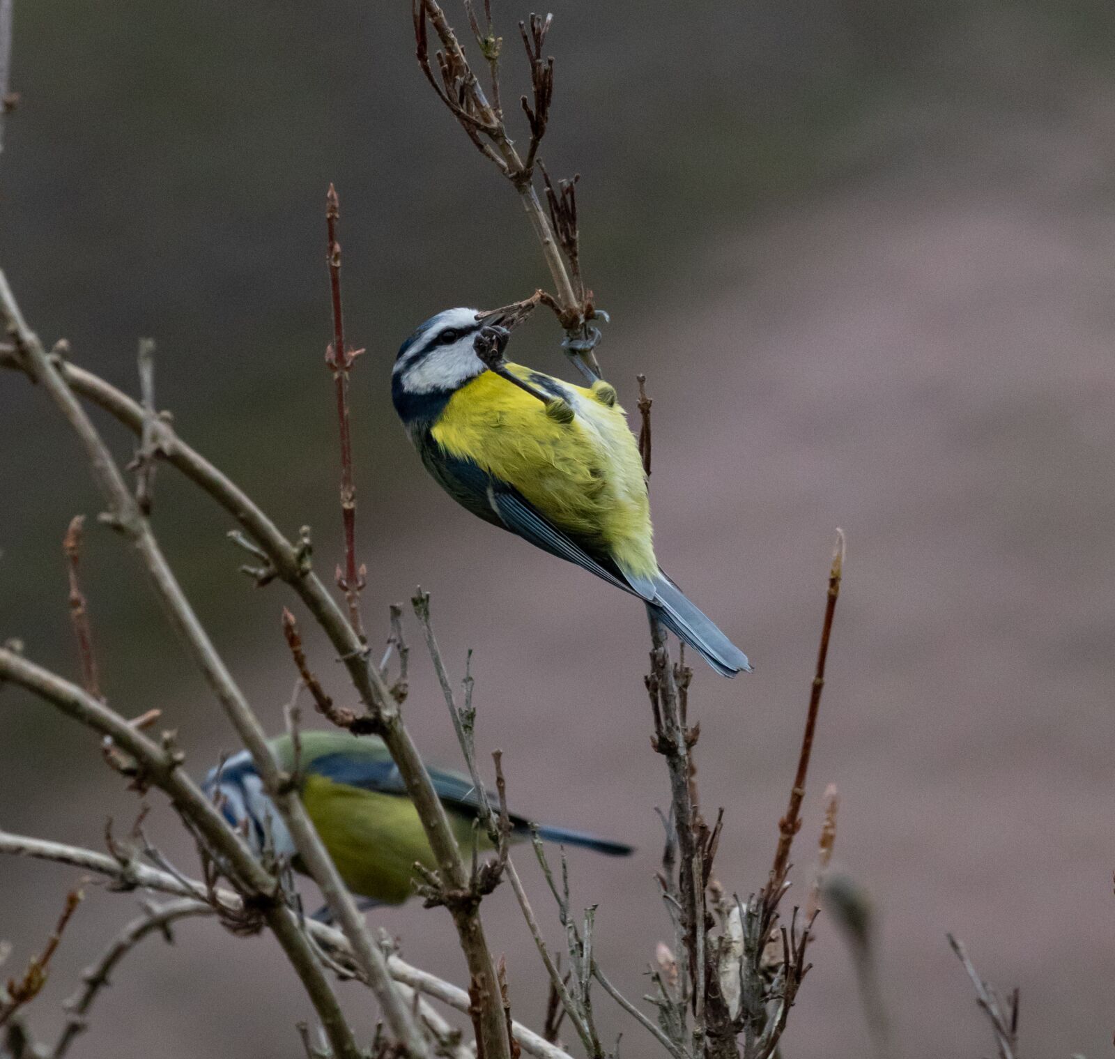 Canon EOS 7D Mark II sample photo. Blue tit, feeding tit photography