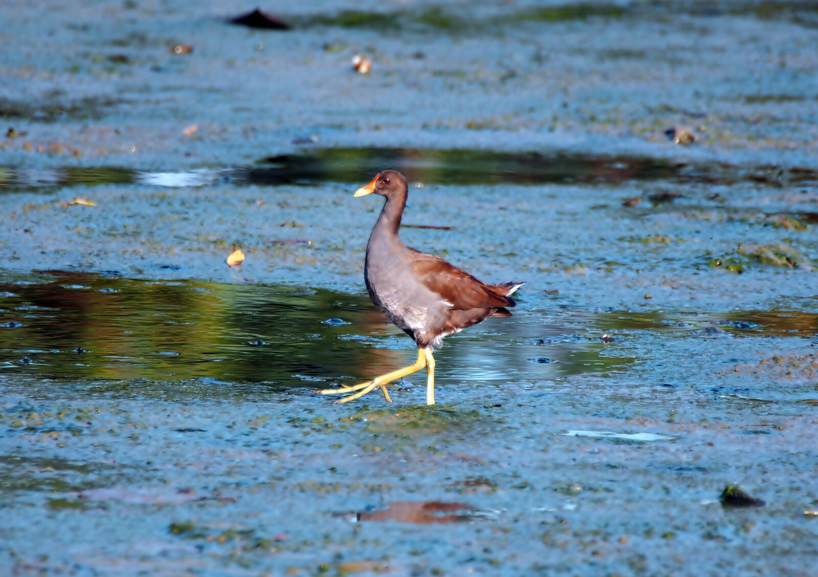 Olympus OM-D E-M1 sample photo. Common moorhen juvenile, young photography