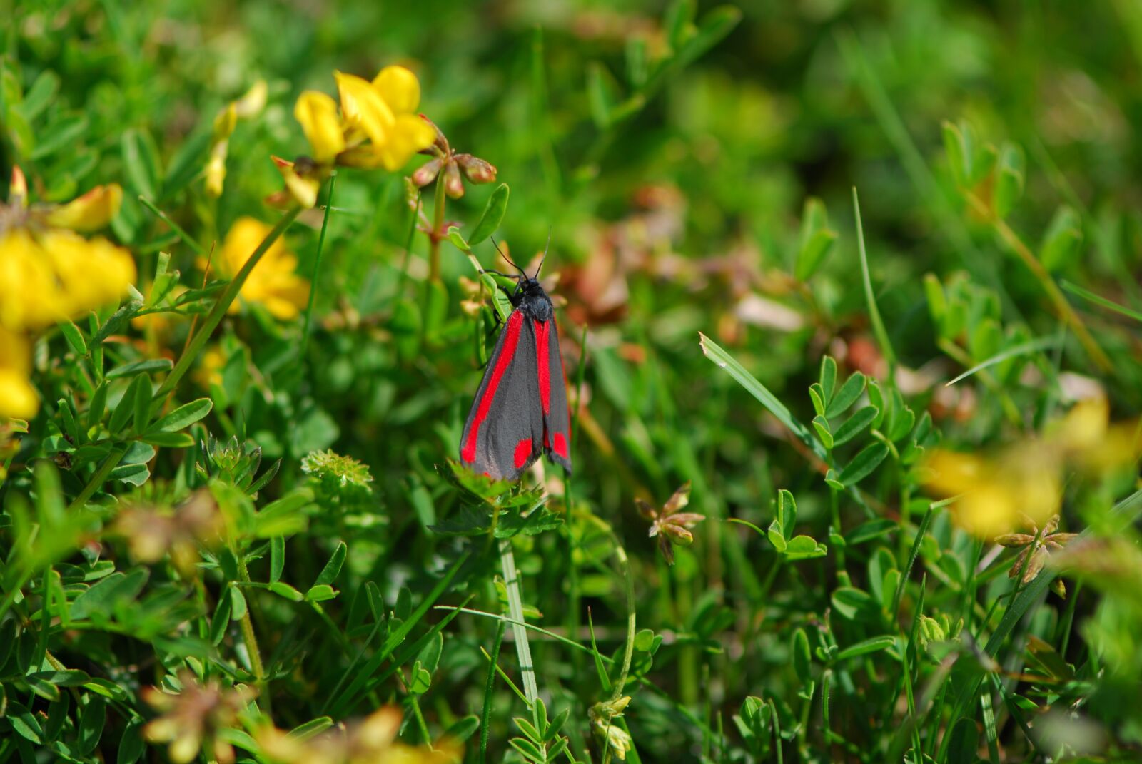 Nikon D200 sample photo. Cinnabar moth, moth, spring photography