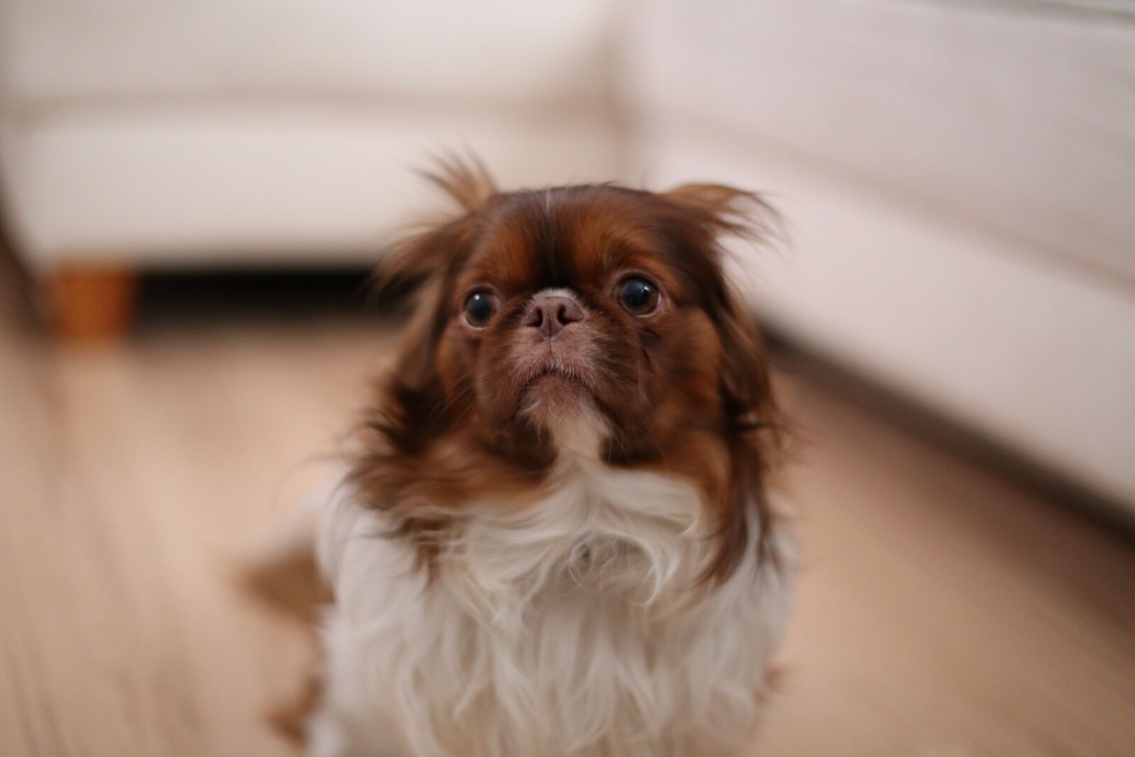 Canon EOS 6D + Canon EF 50mm F1.4 USM sample photo. Scared, dog, looking photography