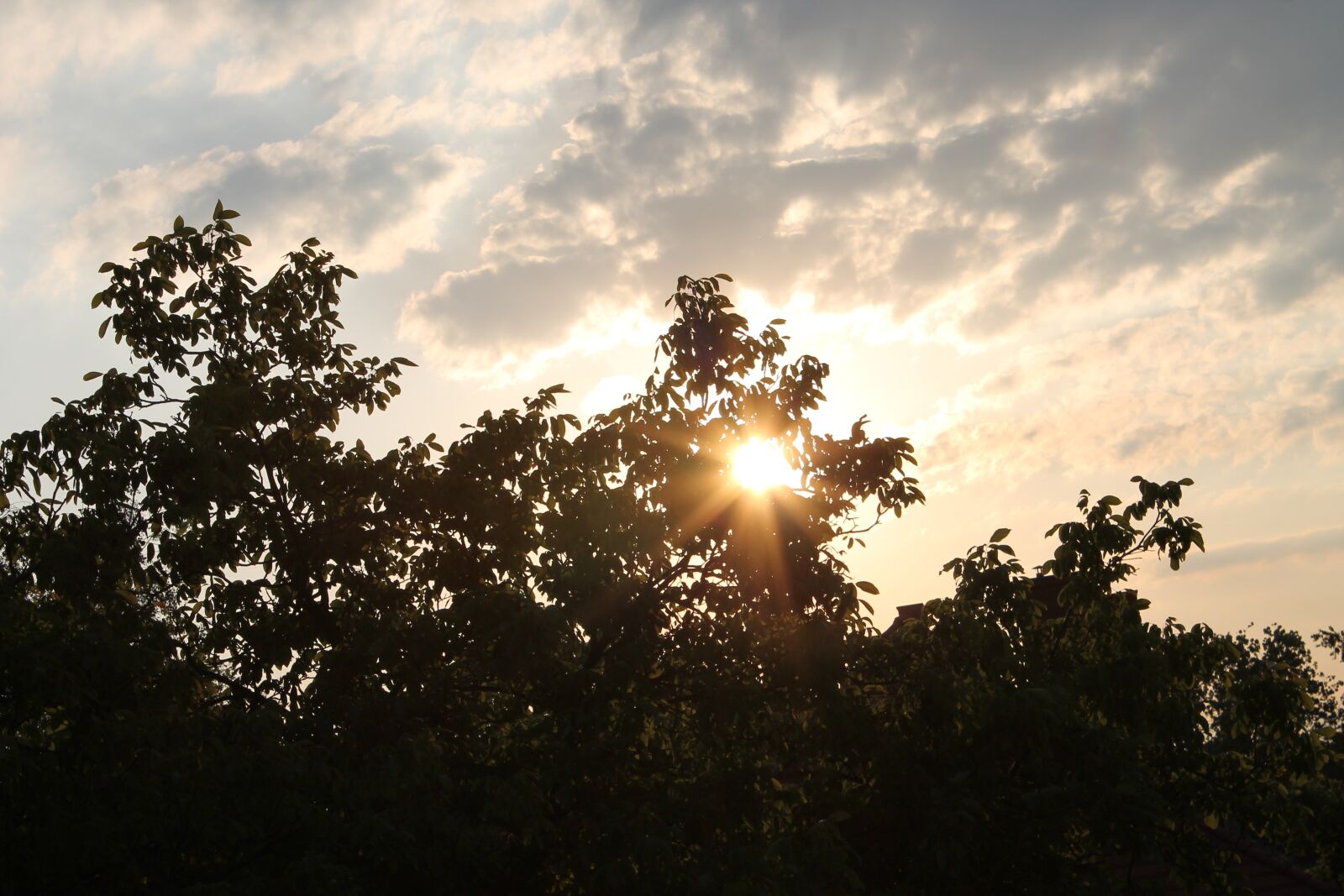 Canon EOS 1100D (EOS Rebel T3 / EOS Kiss X50) sample photo. Sky, sun, tree photography