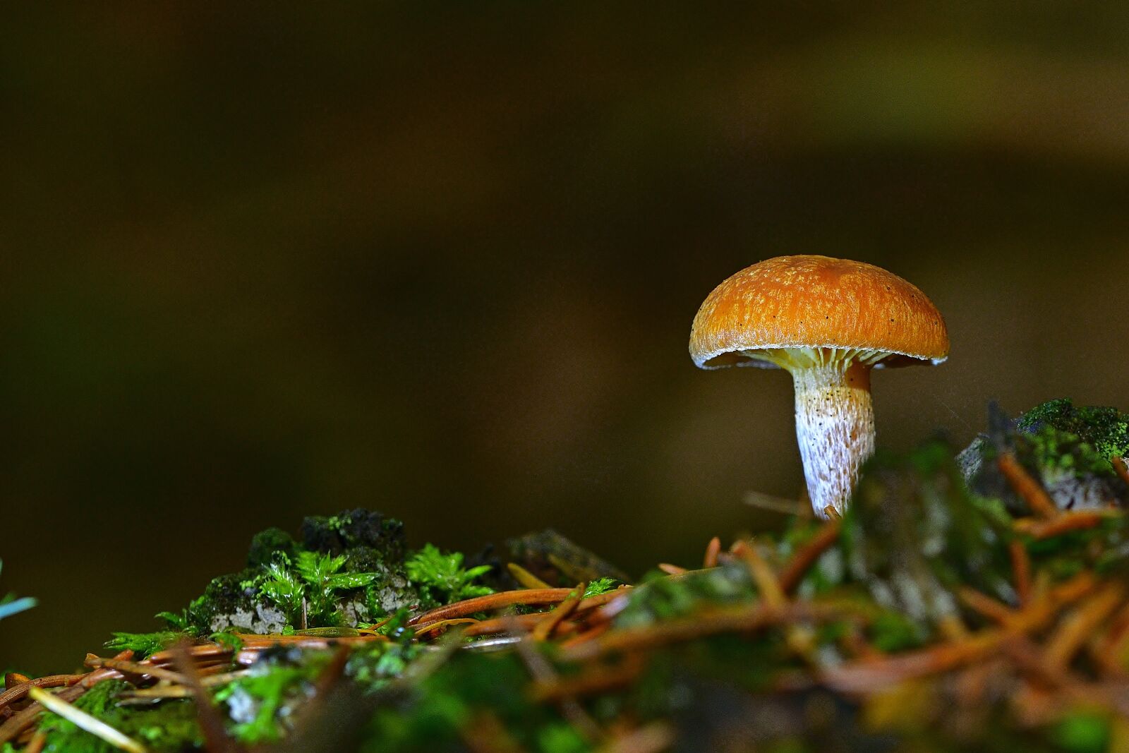 Nikon D5200 sample photo. Nature, forest, mushroom photography