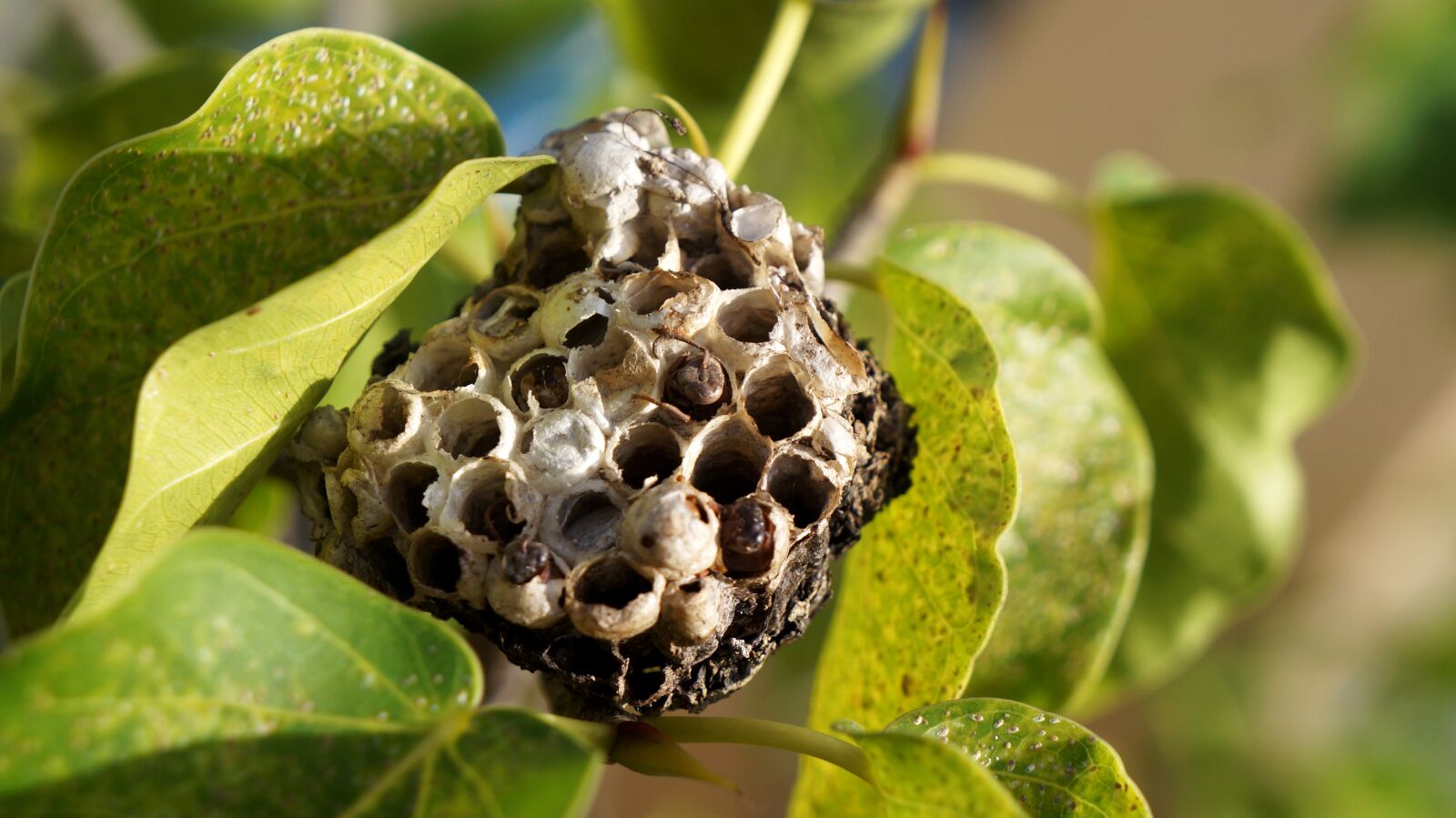 Sony Alpha NEX-F3 + Sony E 18-55mm F3.5-5.6 OSS sample photo. The hive, butts dry photography