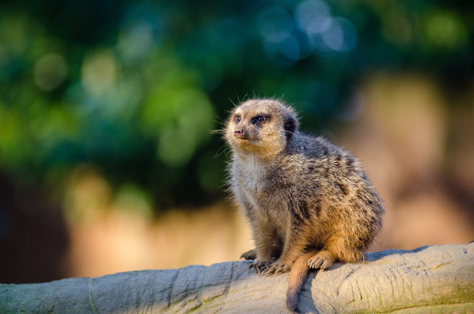 Nikon D7000 sample photo. Animal, branch, cute photography