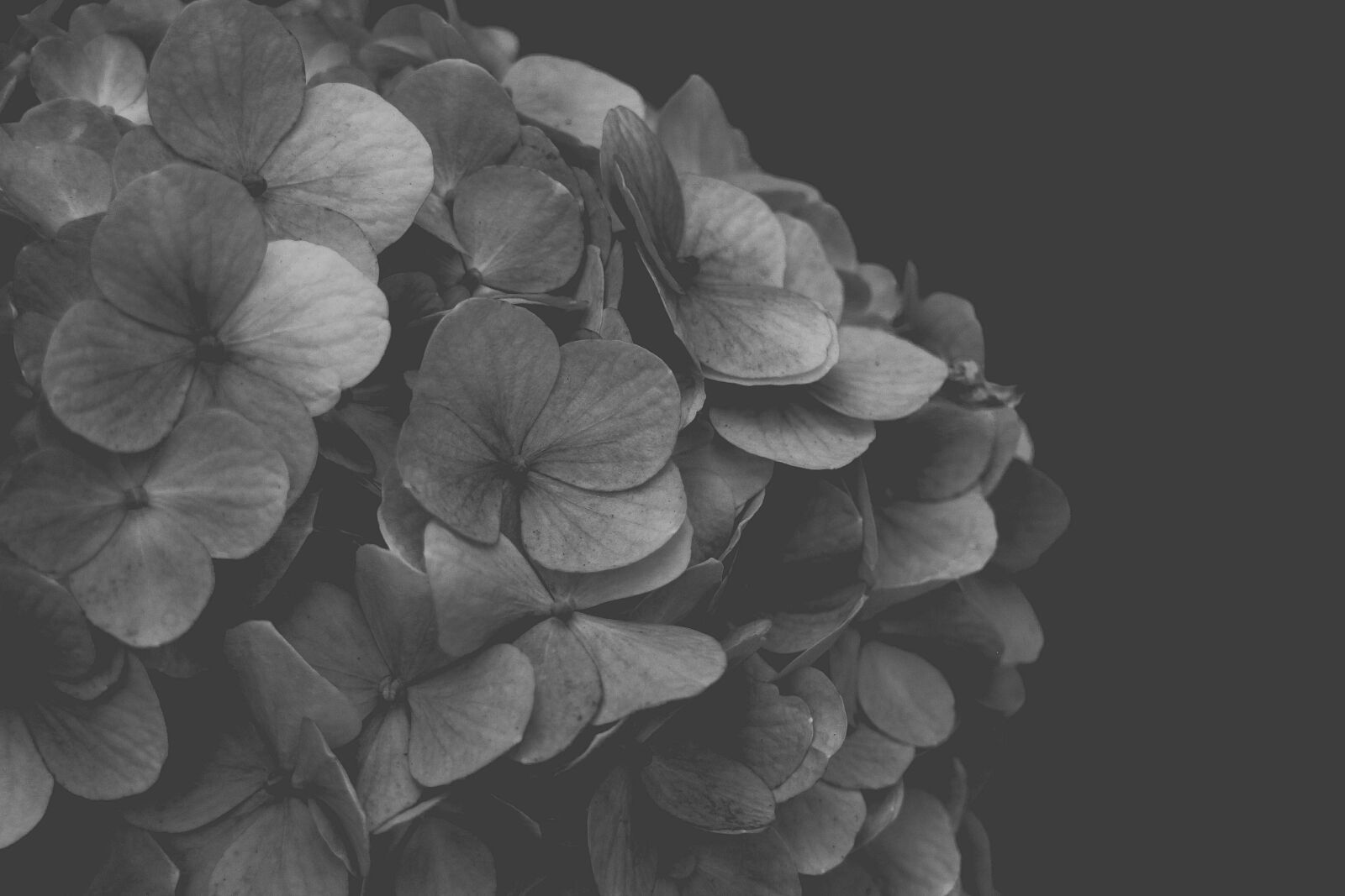 Canon EOS M sample photo. Hydrangea, blackandwhite, flower photography