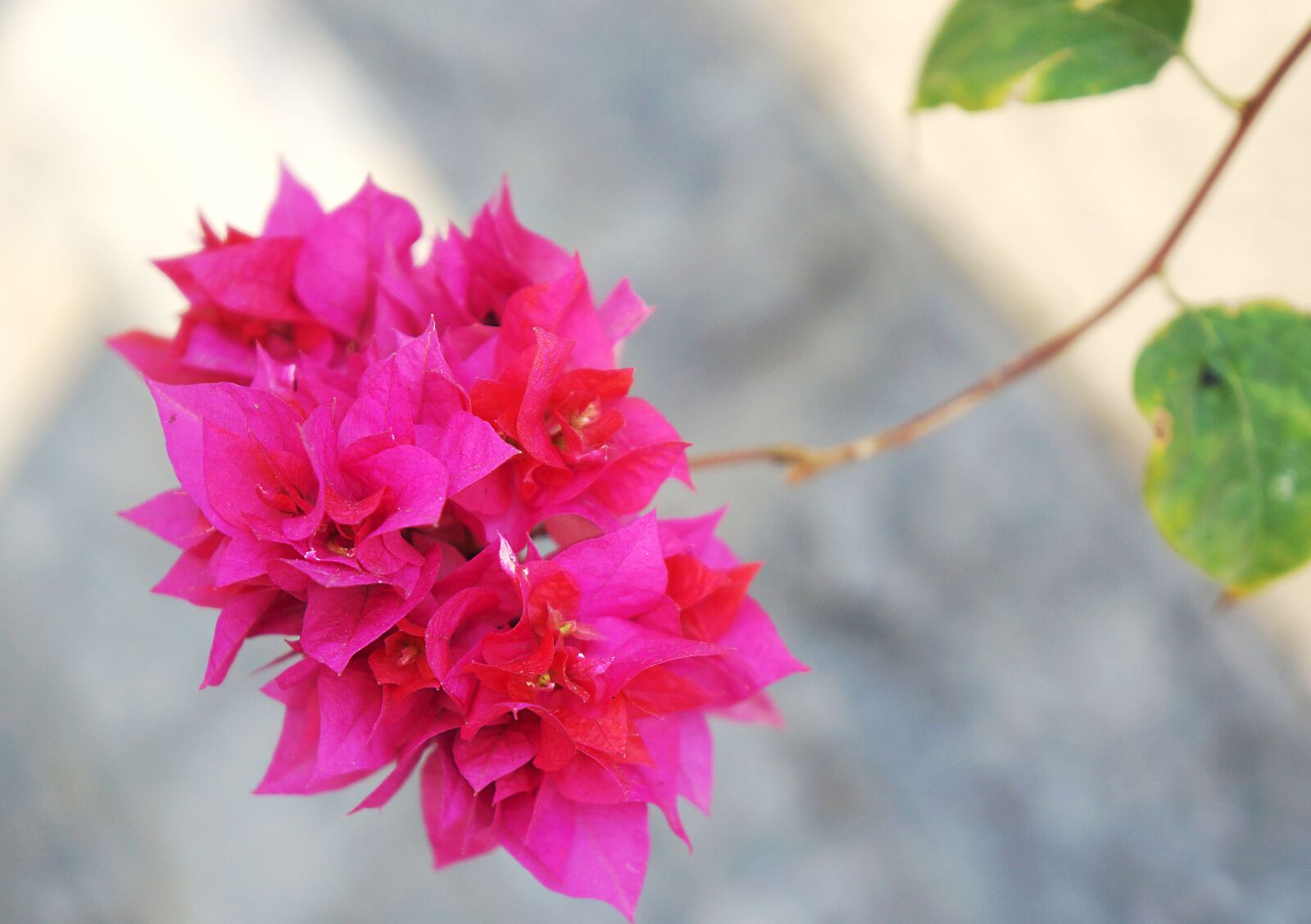 Sony Alpha NEX-F3 + Sony E 18-55mm F3.5-5.6 OSS sample photo. Paper flower, bunches of photography