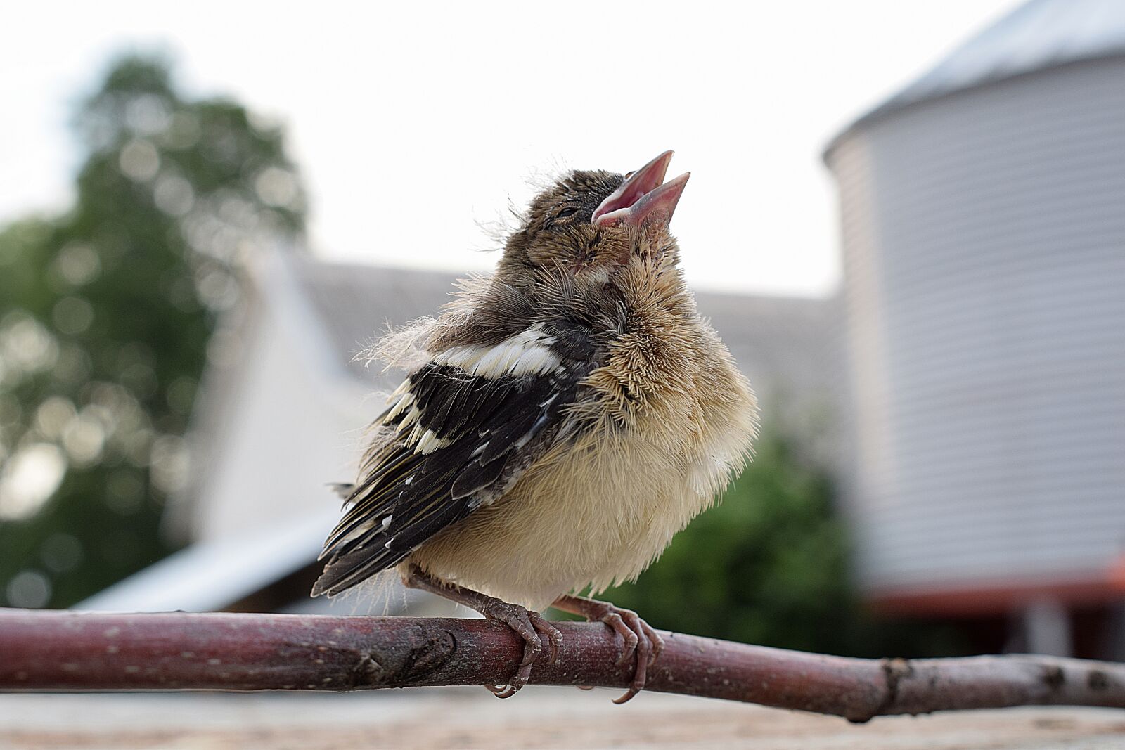 Nikon D3300 sample photo. Bird, the sparrow, beak photography